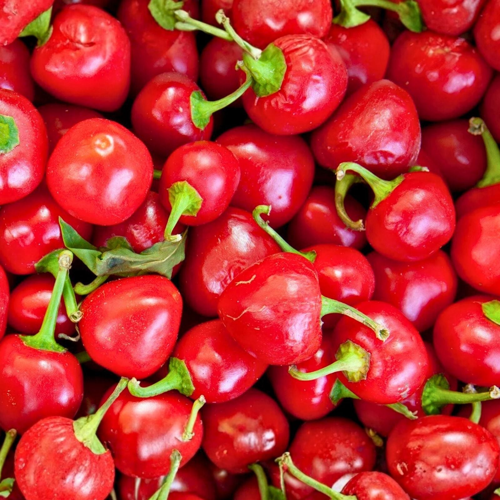Large Hot Cherry Pepper Seeds – Heirloom Non-GMO Capsicum annuum – Spicy Cherry Pepper Variety – 20+ Seeds