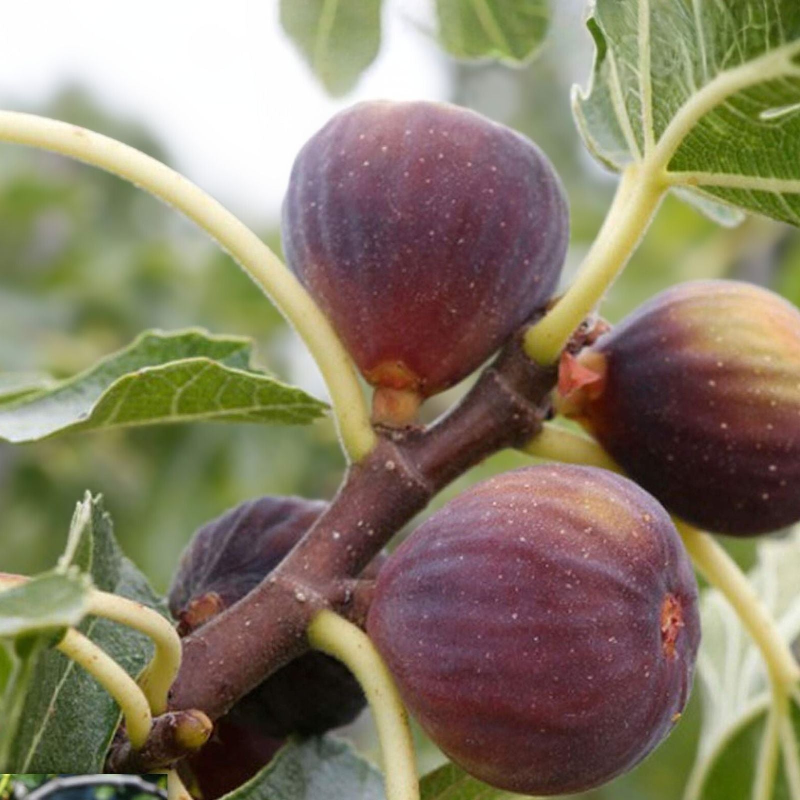 Brown Turkey Fig Tree Starter Plant - 3 Pack, Fruiting Ficus carica, Edible Fruit, Ideal for Warm Climates