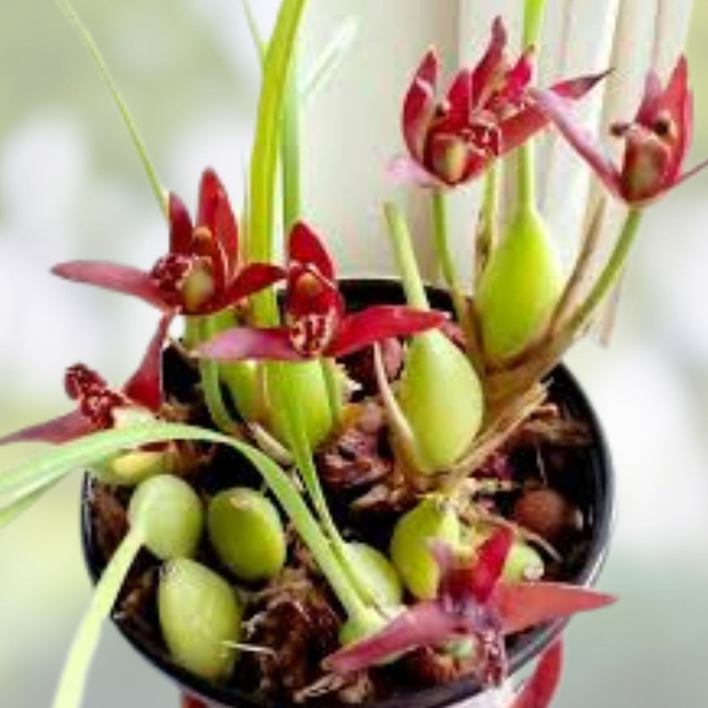 Maxillaria tenuifolia Orchid Cutting - Fragrant Exotic Flowering Orchid Plant, Blooming Size, Tropical Orchid Species