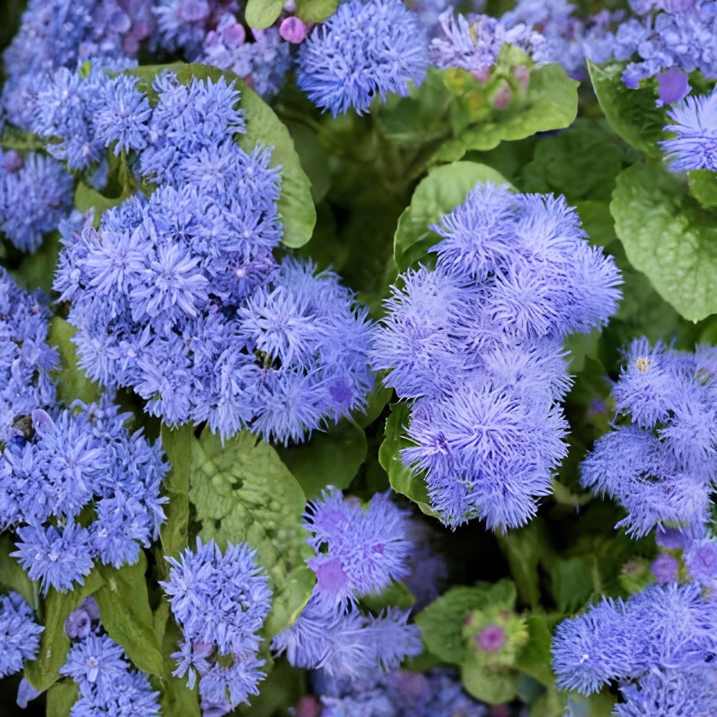 Blue Mink Ageratum Seeds 100 Pack, Live Garden Flower Planting, Ageratum mexicanum, Blue Flower Seeds, Houseplant or Garden Starter