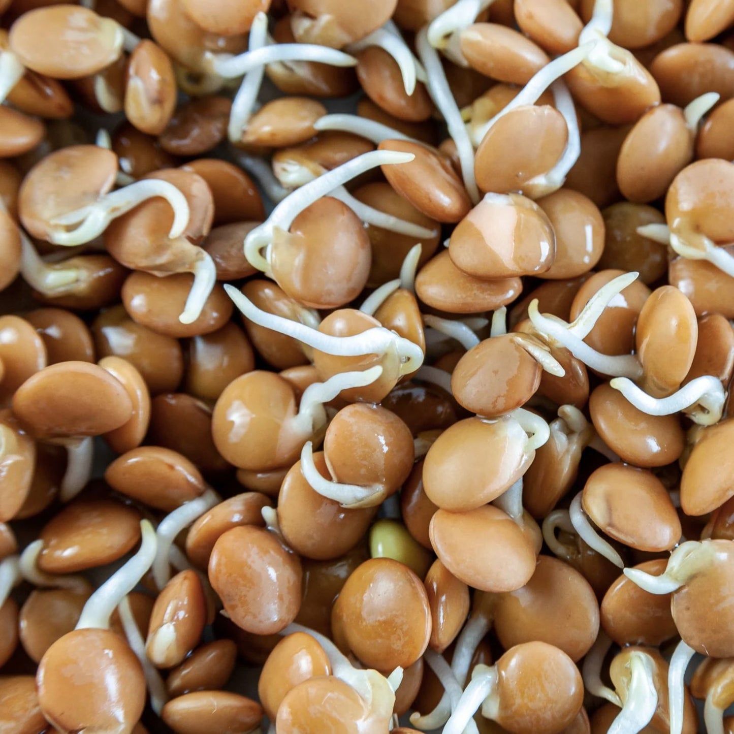 Red Lentil Seeds 50 Pack Organic Non GMO Lens culinaris for Home Garden Planting, Edible Legume, Vegetable Seeds