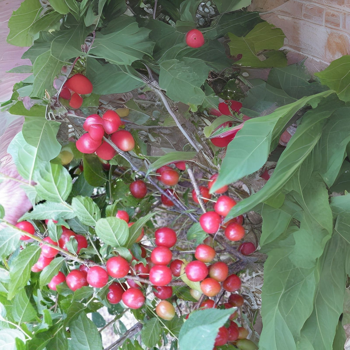 Nanking Cherry Bush Plant - Rooted, Zones 4-8 - Prunus tomentosa - Hardy Fruit Bush for Home Gardens