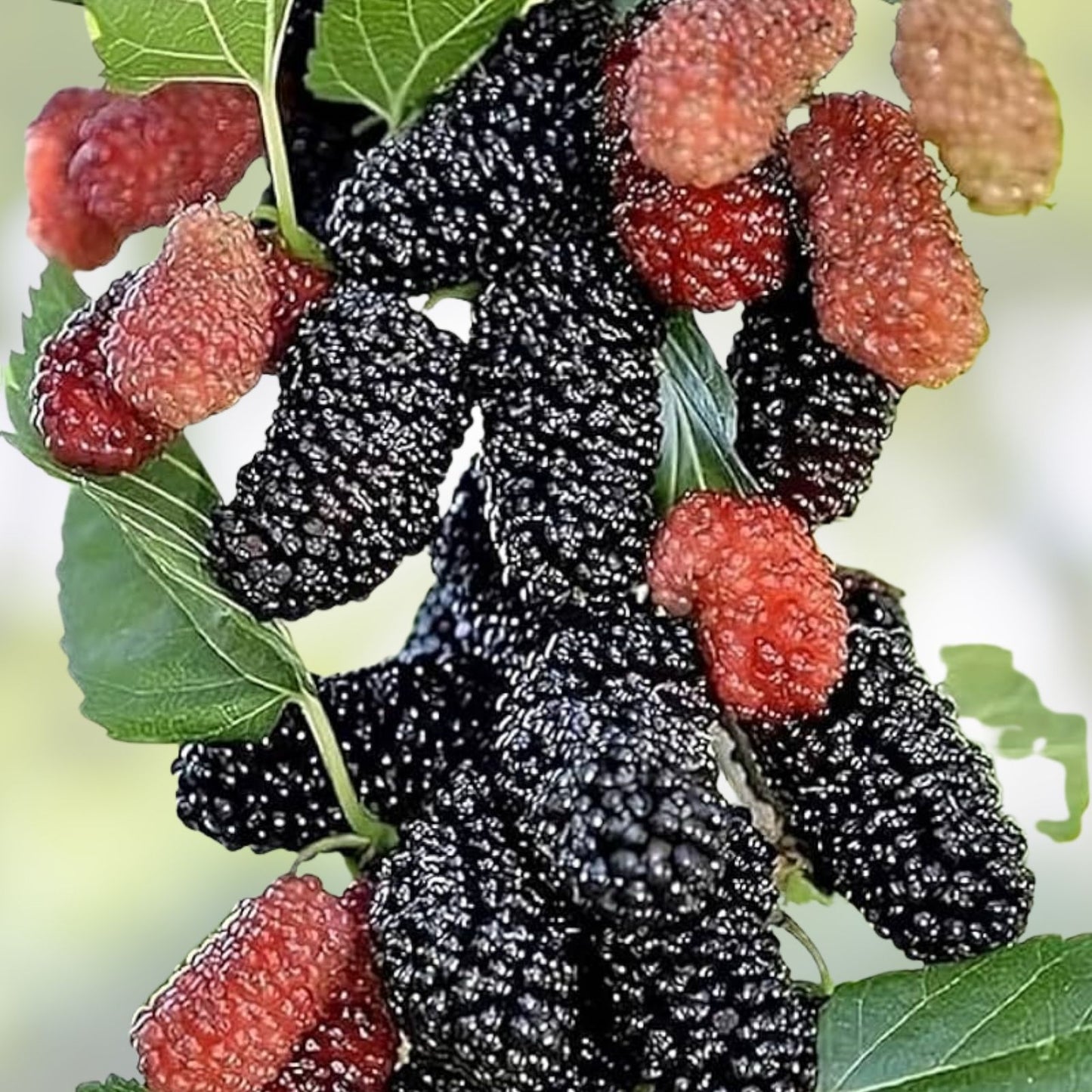 Dwarf Everbearing Mulberry Plants – 2 Live Fruiting Plants – Morus nigra – Organic, Hardy, Fast-Growing Trees