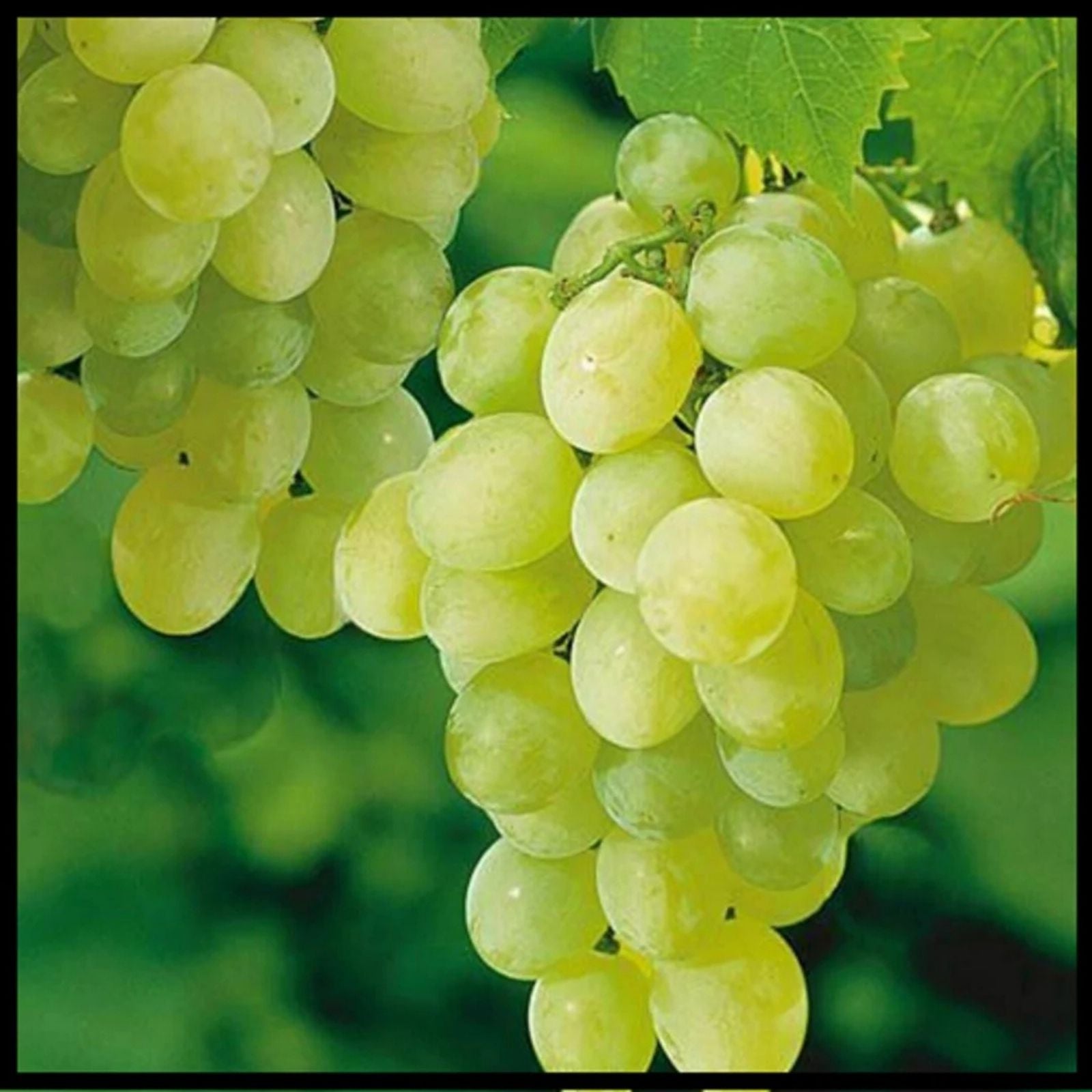 Thompson Grape Vine Cuttings 4 Pack - Green Seedless Table Grapes Vitis vinifera for Raisin Making
