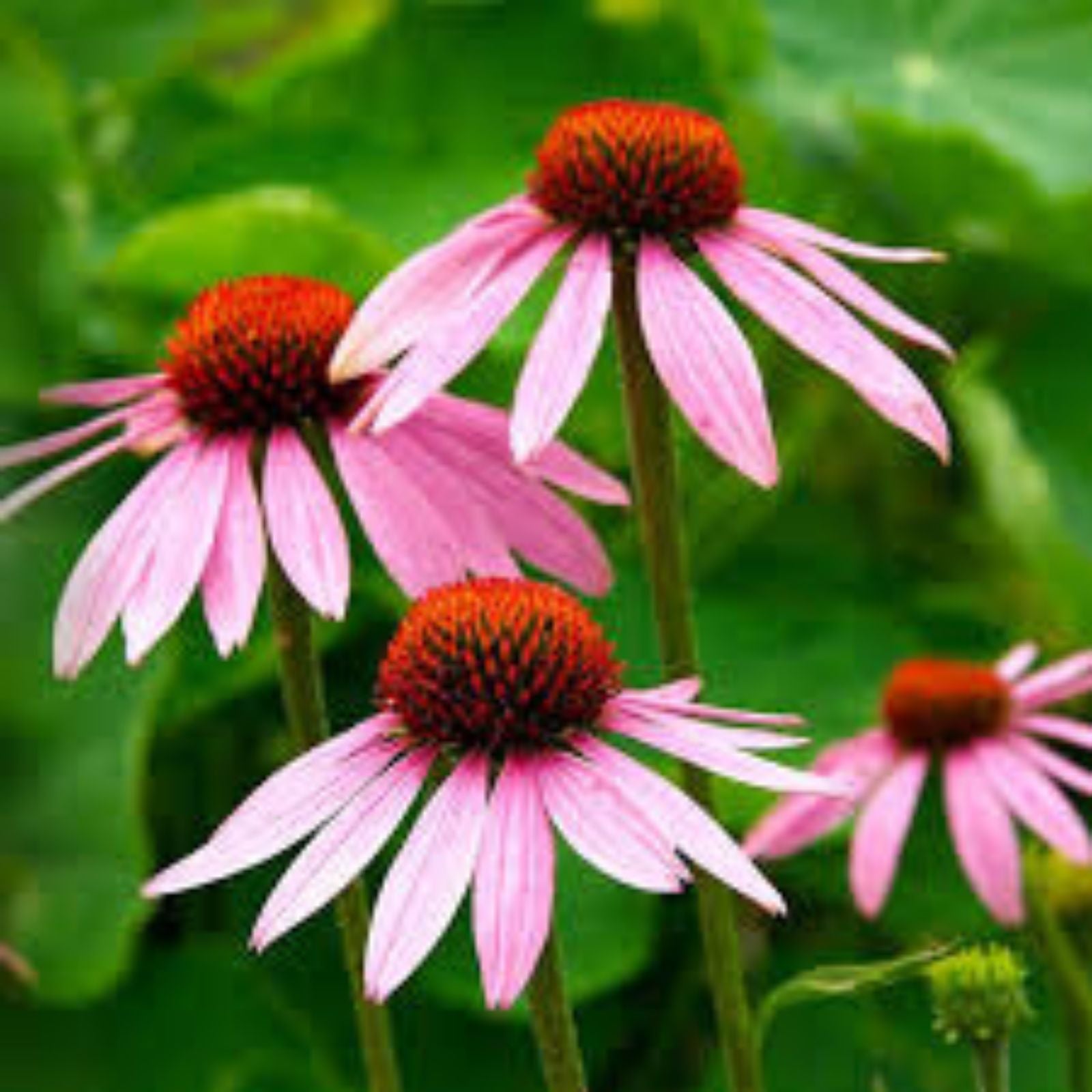 Purple Coneflower Seeds 250+ Count - Butterfly Garden Flower - Echinacea purpurea - Non-GMO Heirloom Planting Seeds