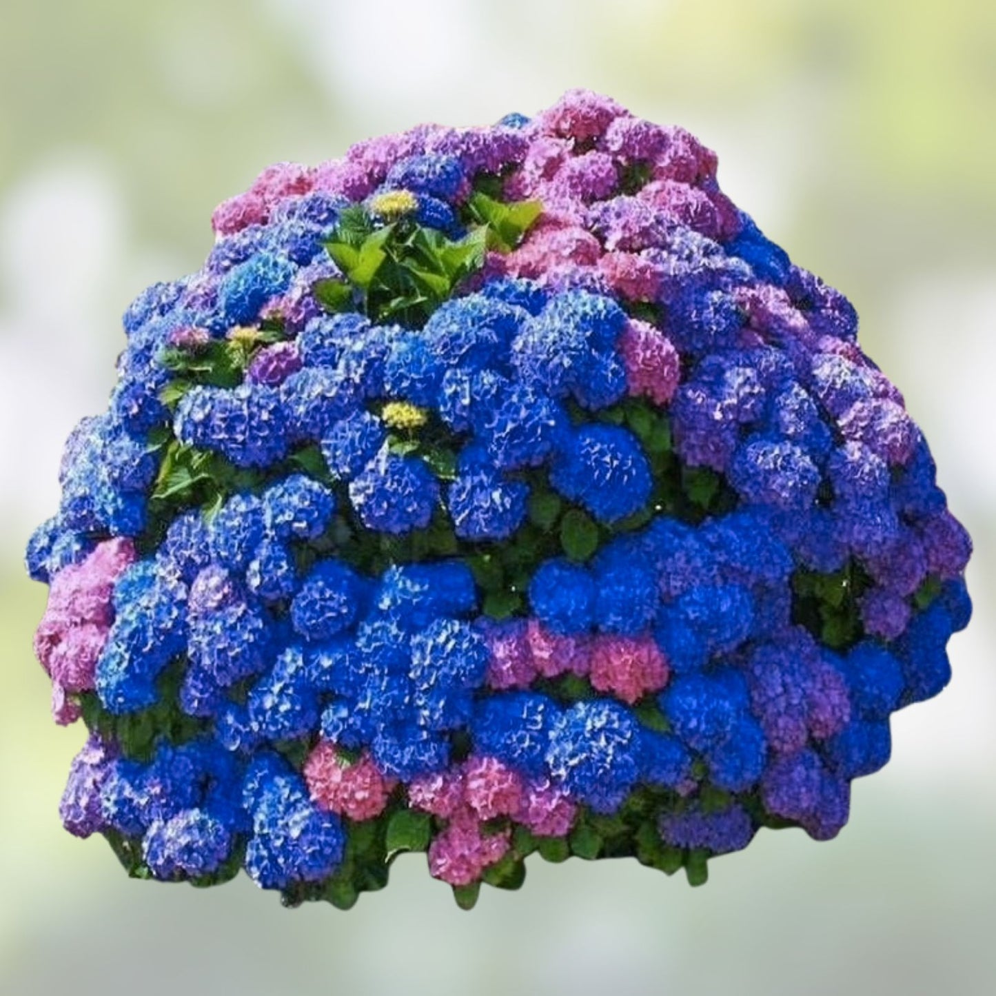 Hydrangea Flower Seeds - Mixed Color, Easy to Grow, Large Blooms, Hydrangea macrophylla, 30+ Seeds
