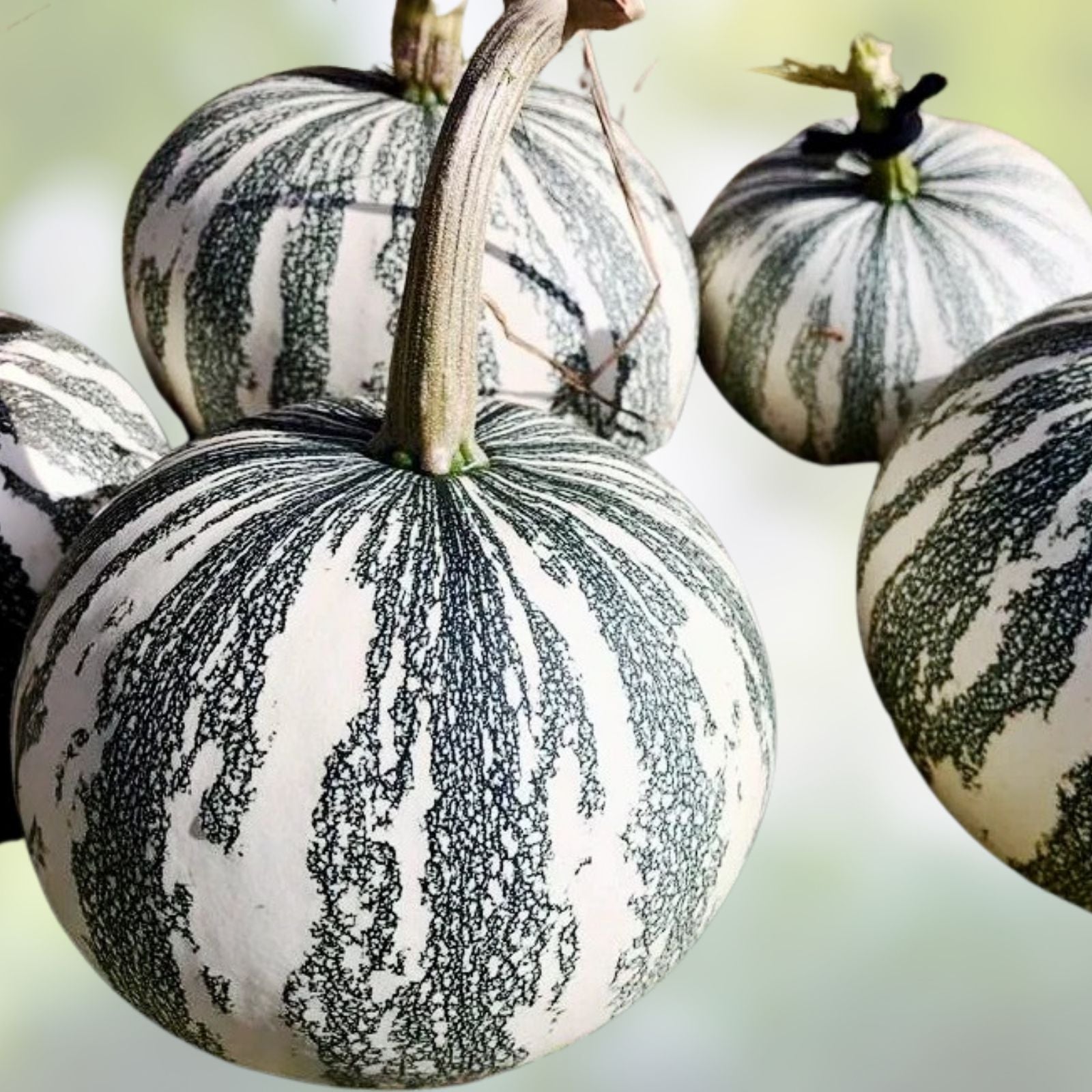 Silver Edge Pumpkin Seeds 10 Pack | Exotic Striped Squash | Easy to Grow Cucurbita pepo Seeds