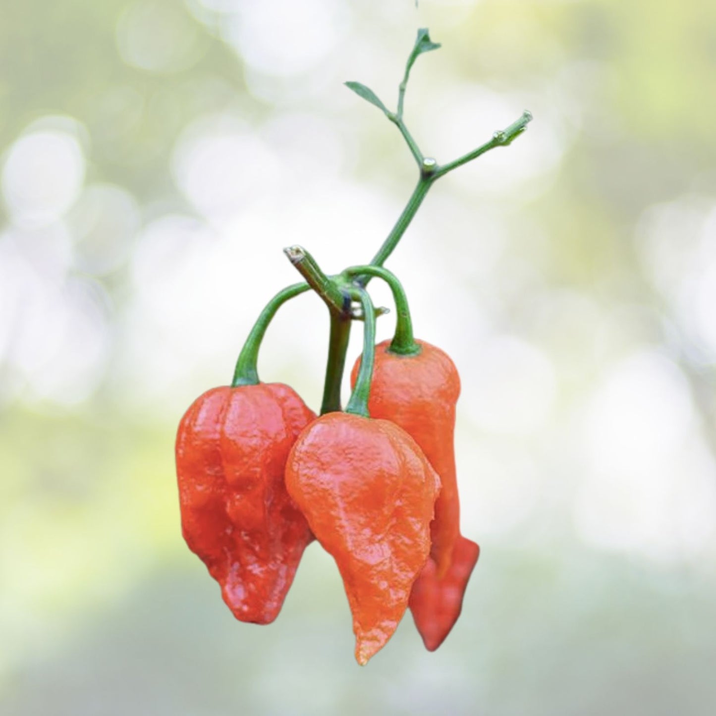 Ghost Pepper Seeds - 50+ Premium Bhut Jolokia Variety - 1 Million+ Scoville - Free US Shipping
