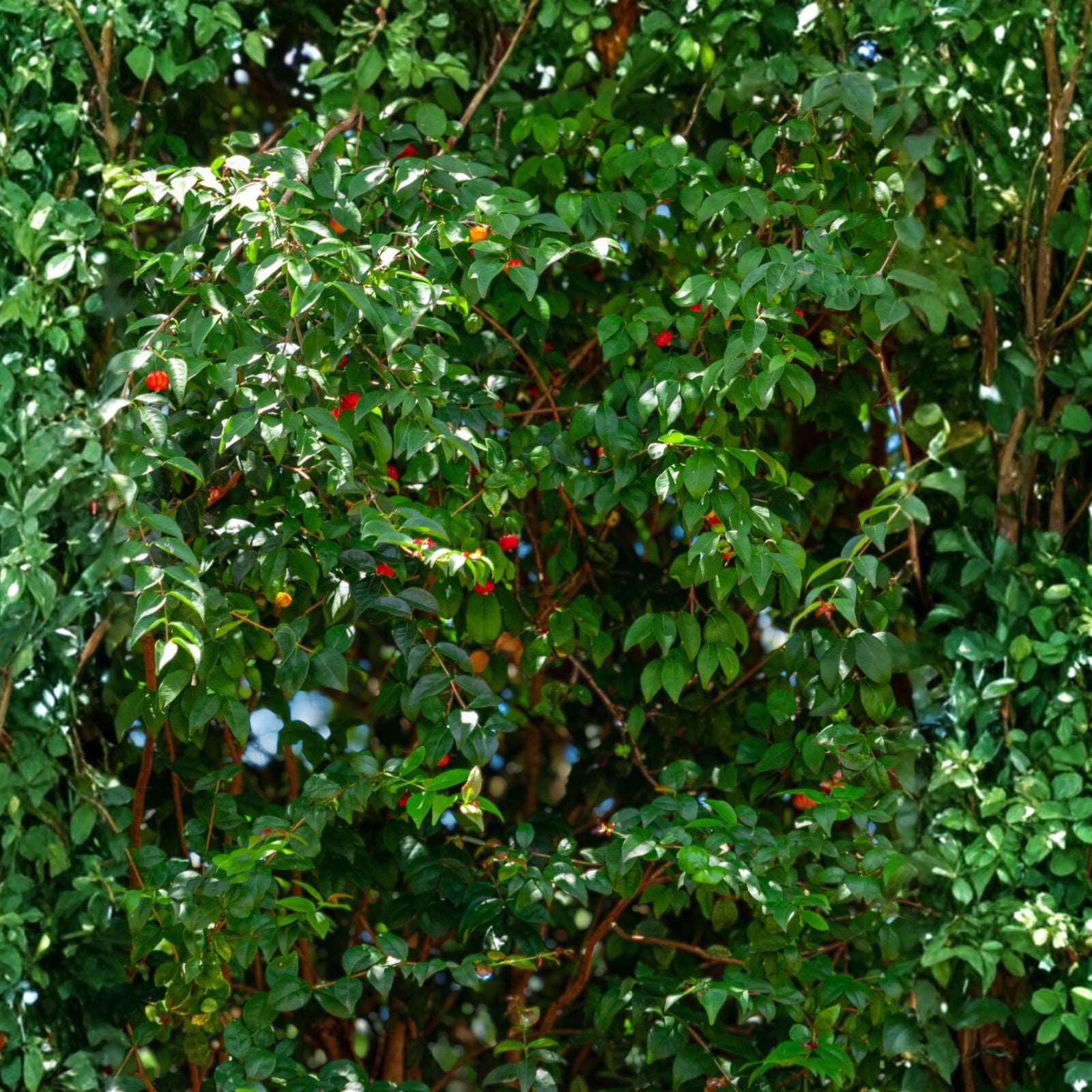 Black Surinam Cherry Tree 5 Gallon - Sweet Fruiting Variety - Prunus salicifolia - Ideal for Gardens