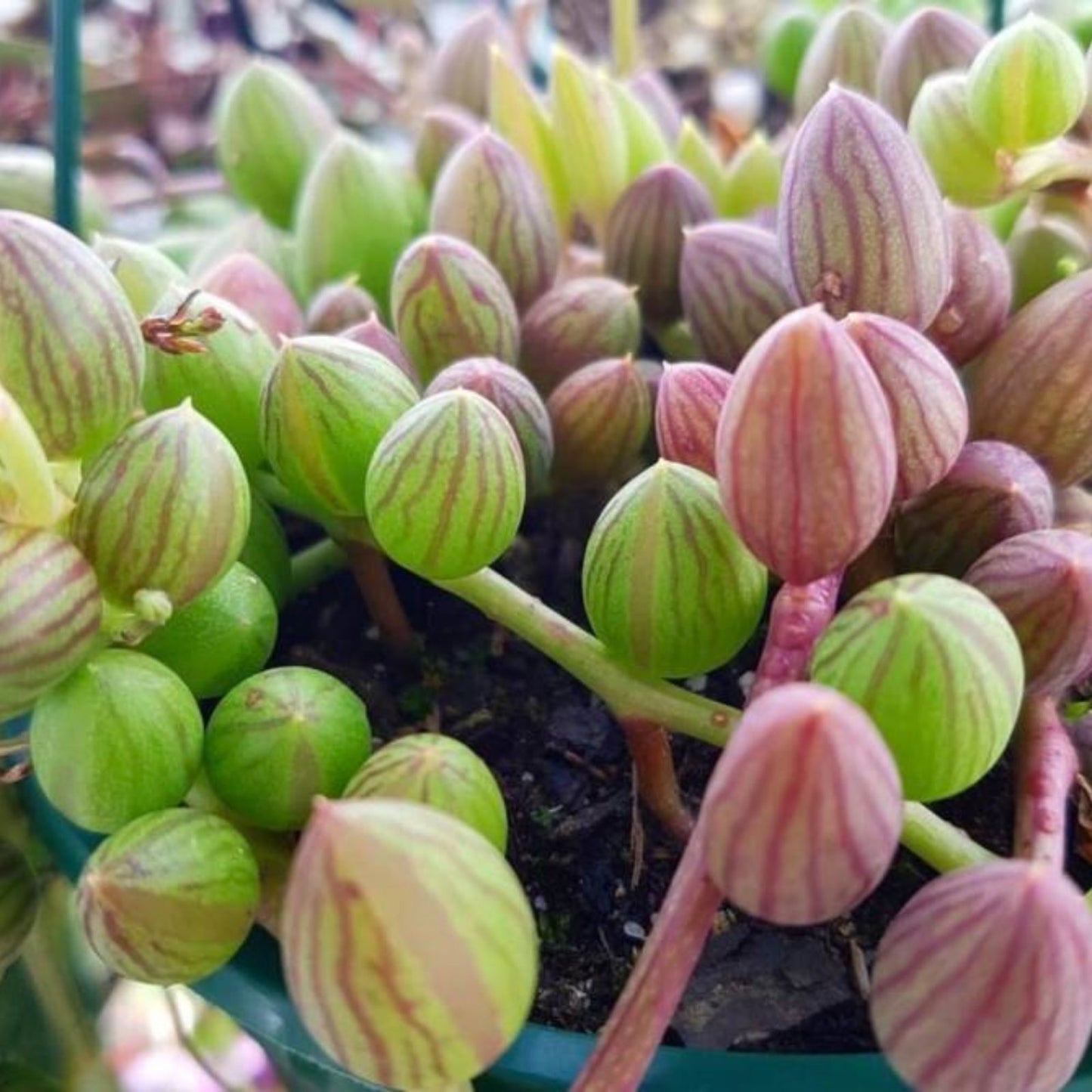 String of Watermelon Succulent Plant - Live Indoor Houseplant - Easy Care Greenery - Senecio herreianus Cactus