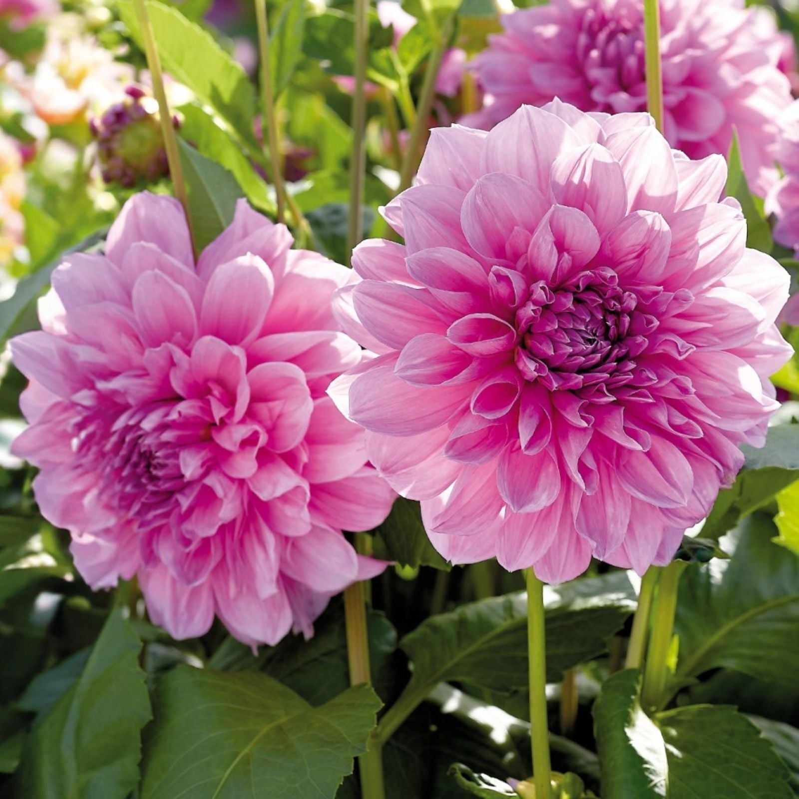 Dahlia Bulb Tuber Lavender Perfection Purple Dinnerplate Flower Full Sun Dahlia pinnata