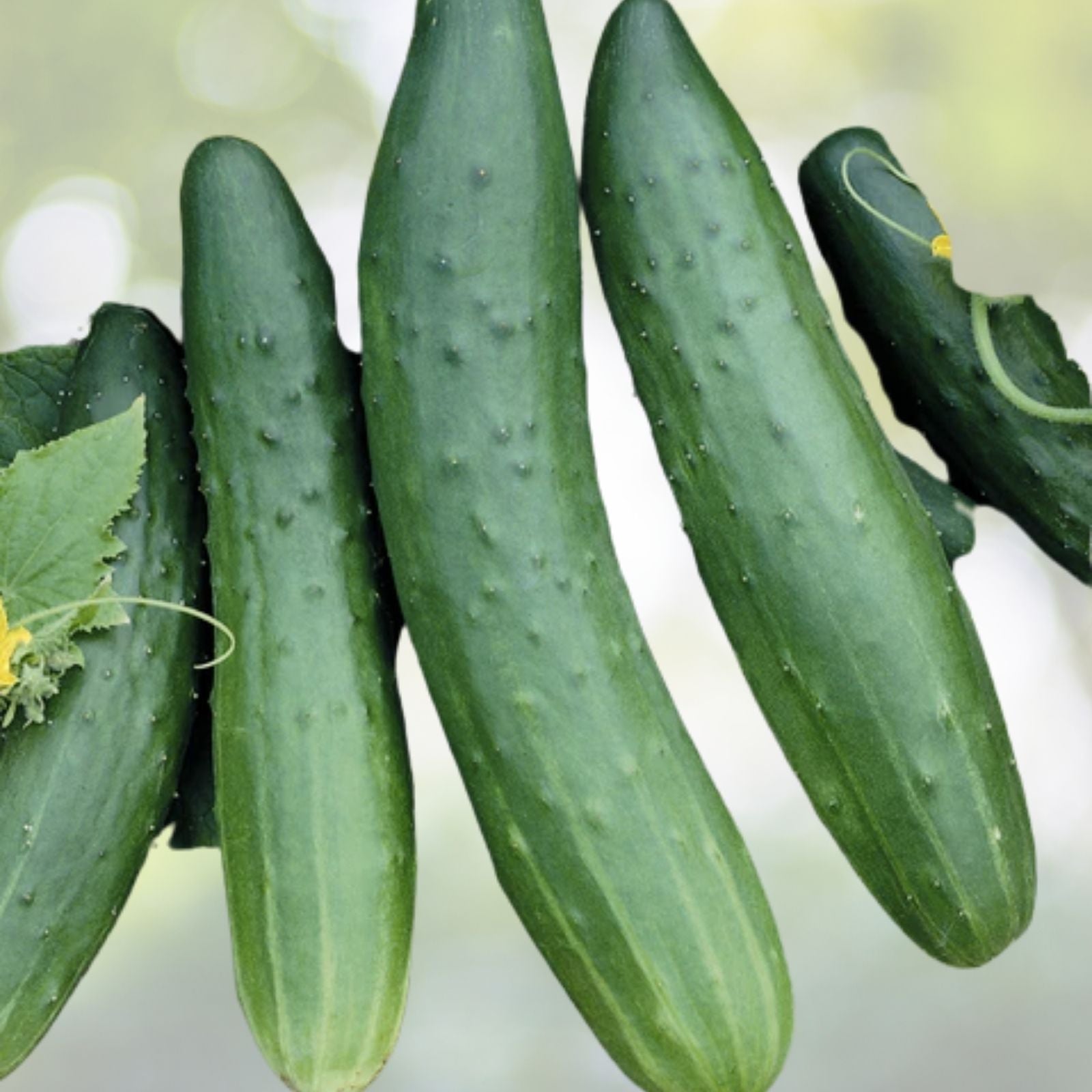 Chinese Fruit Cucumber Seeds - Burpless Hybrid Mini Cucumber (Cucumis sativus) - 15+ Seeds USA