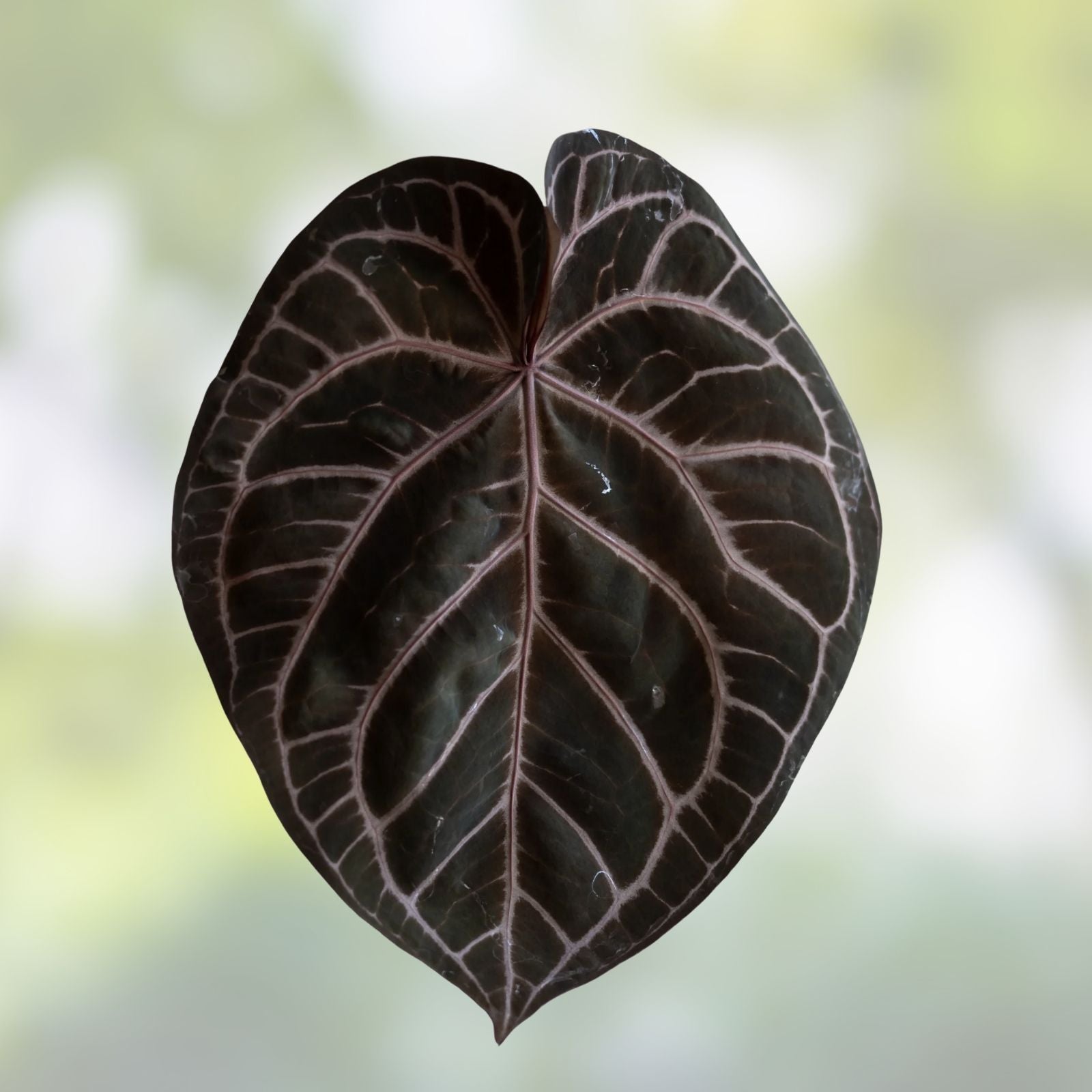 Anthurium Plant - Velvet Leaf - Tezula Red Crystallinum X NSE Dressleri - Tropical Houseplant for Indoor Decor