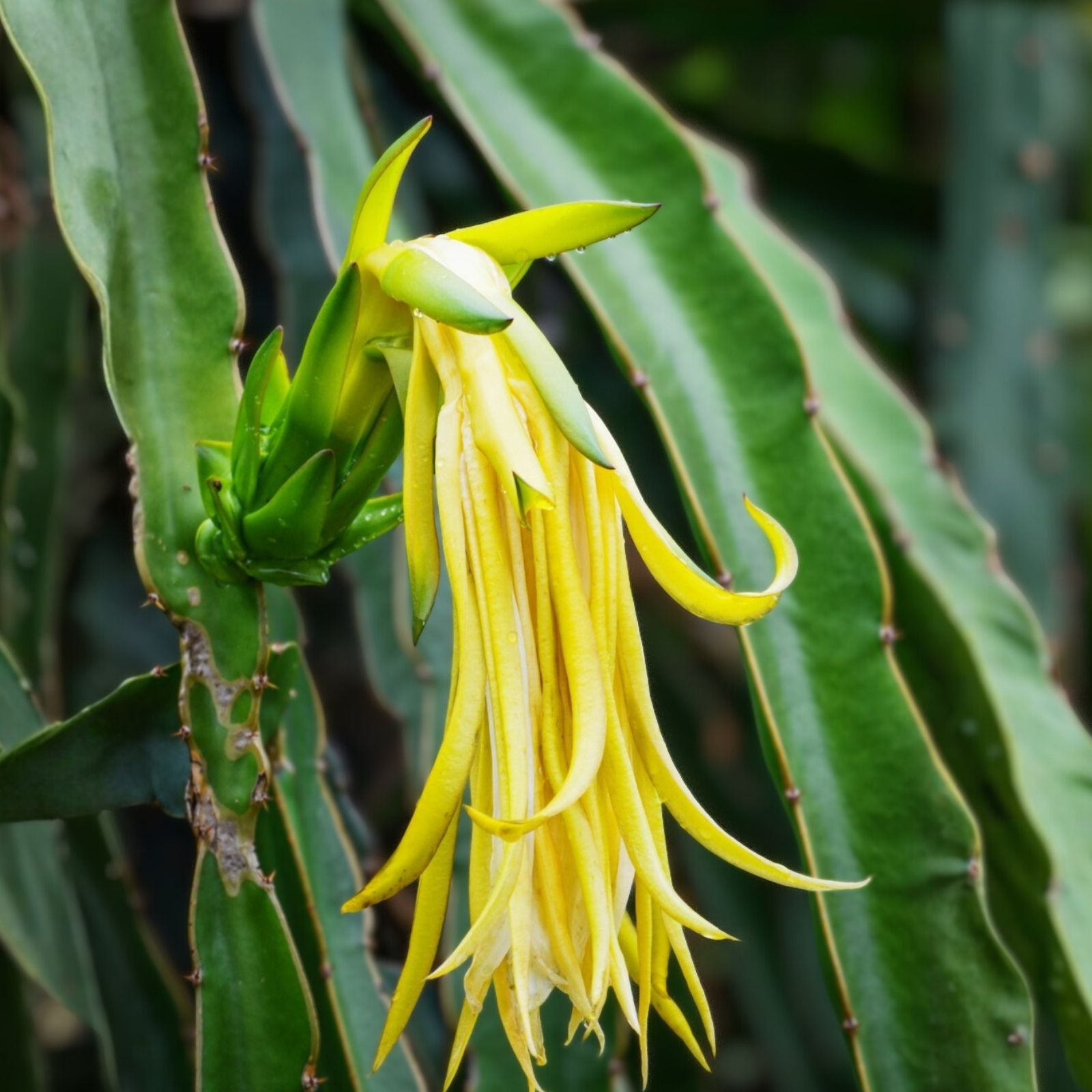 Rooted Yellow Dragon Fruit Plant 6-8 inches Hylocereus megalanthus Healthy Young Fruit Plant