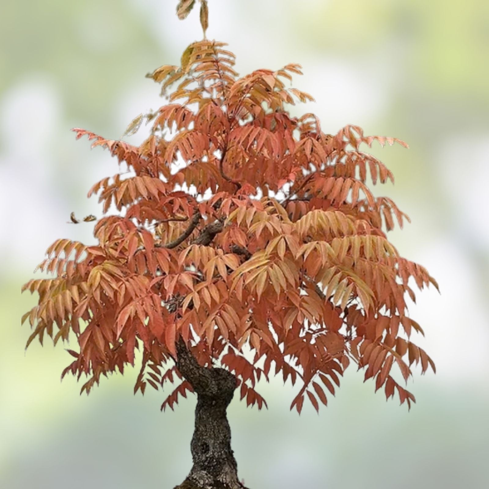 Flameleaf Sumac Tree Seeds 30 Count - Vibrant Fall Color - Rhus copallinum - Ornamental Landscaping Seeds