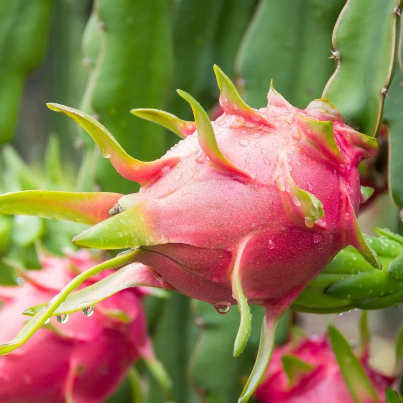 Dragon Fruit Cuttings 8-12 inches Multiple Varieties Hylocereus spp. Cactus Succulent Plant Propagation