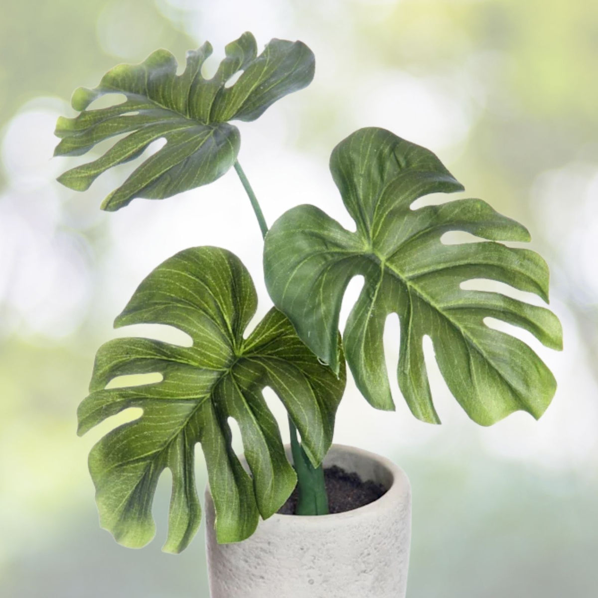 Philodendron Plant 9" Pot Green Congo - Tropical Foliage, Philodendron sp. - Ideal Indoor/Patio Houseplant