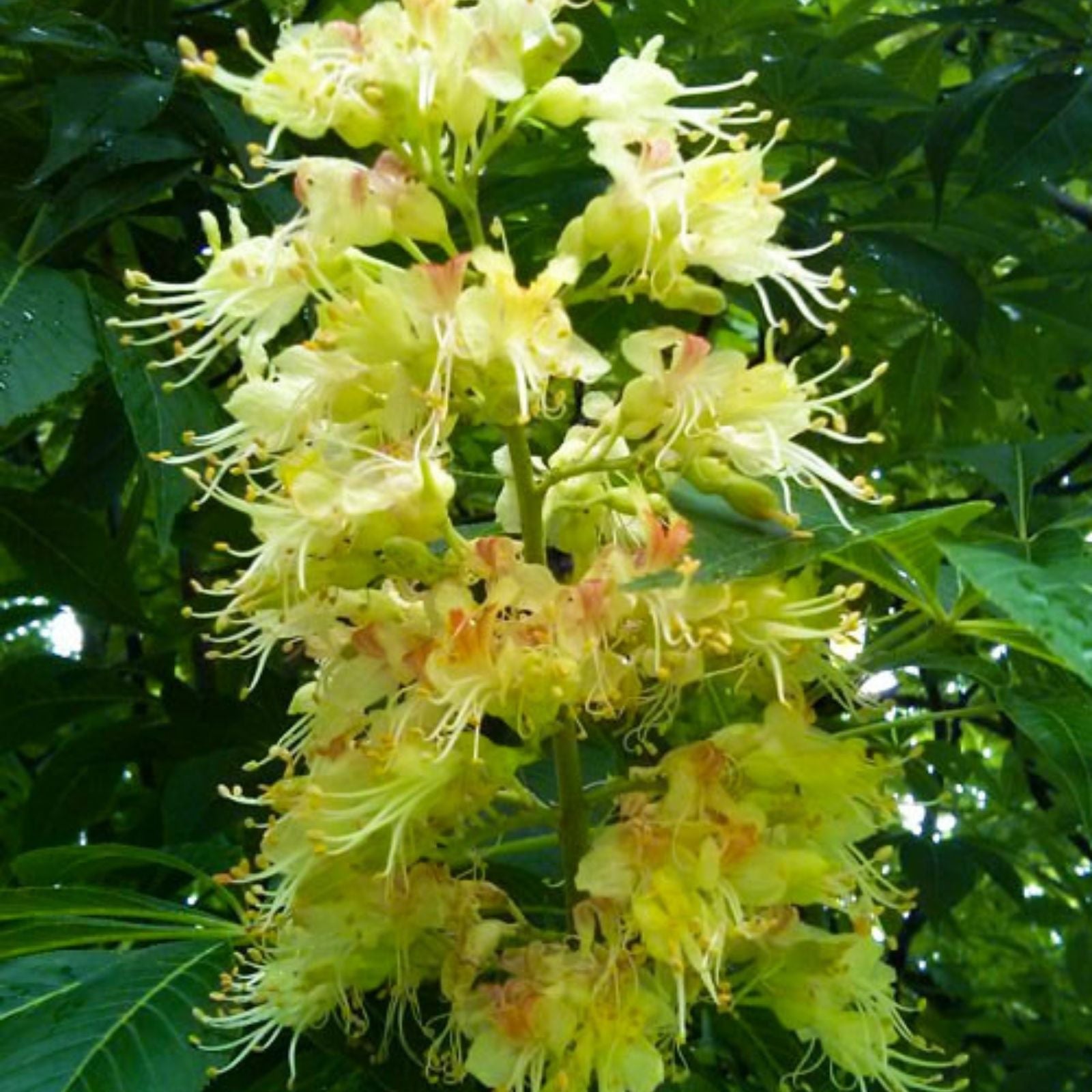 Buckeye Tree Seeds for Planting, 2 Seeds, Ohio State Tree, Aesculus glabra, Native Ohio Tree Seeds