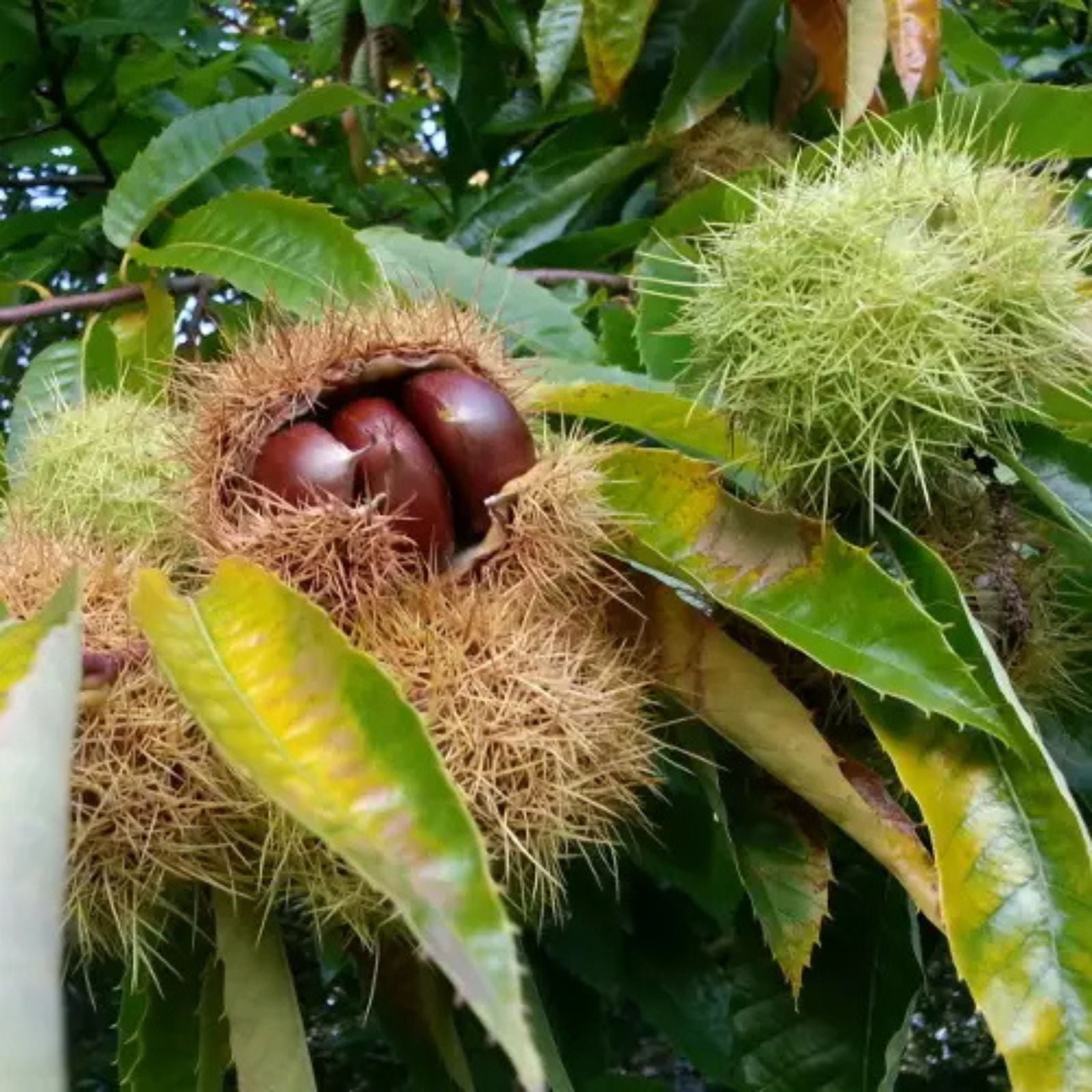 Japanese Silverleaf Chestnut Tree Seeds - Prolific Nut Yielder - Castanea crenata - Planting Seeds for Garden and Landscaping