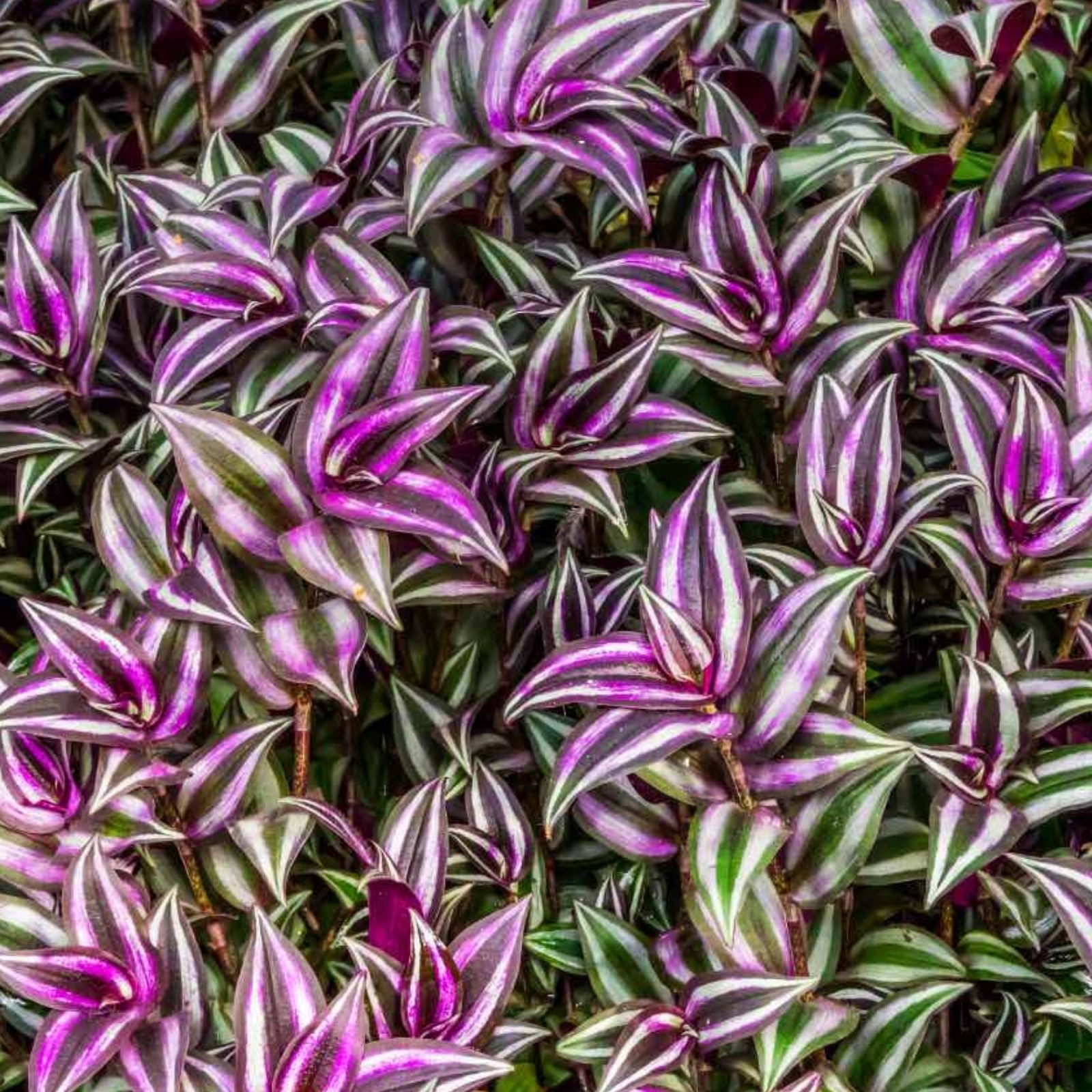 20 Purple Wandering Jew Cuttings - Tradescantia Zebrina - Indoor Houseplant - Easy to Grow Inchplant