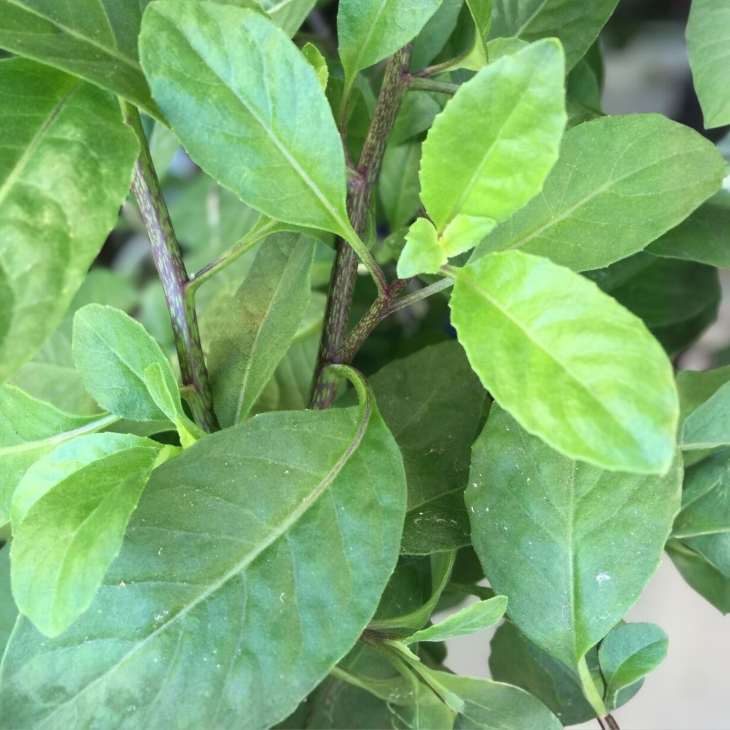 Longevity Spinach Starter Plant 10-Pack Gynura Procumbens Edible Perennial Tropical Vegetable