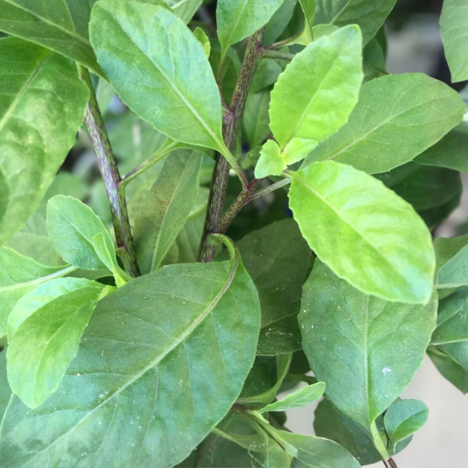 Longevity Spinach Starter Plant 10-Pack Gynura Procumbens Edible Perennial Tropical Vegetable