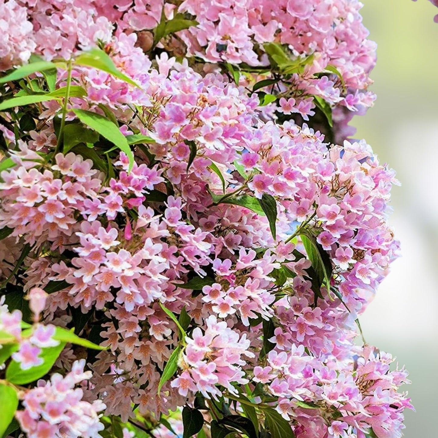 Beautybush Seeds for Planting - 20 Pack - Kolkwitzia amabilis - Flowering Shrub Seeds for Garden and Landscaping