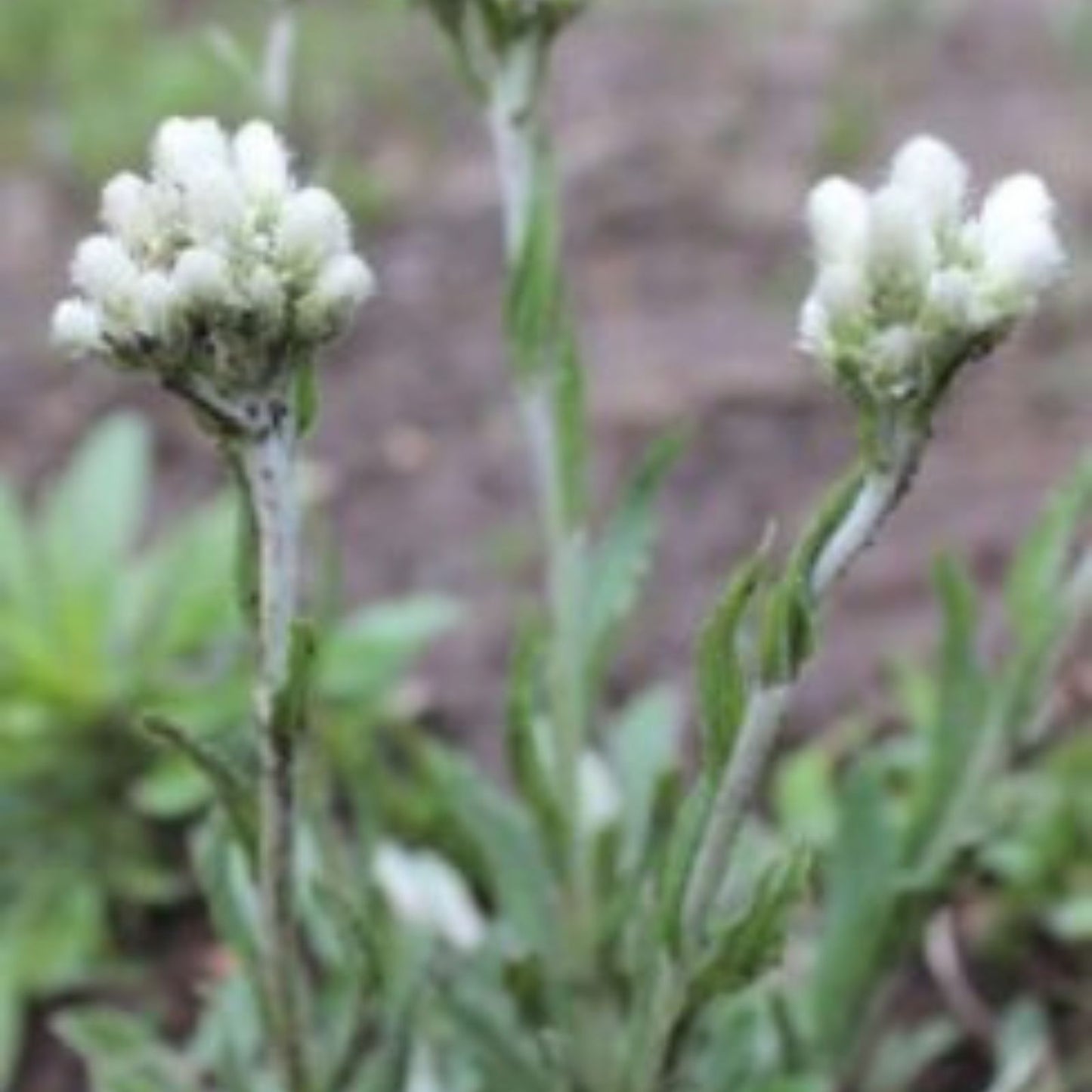 Pussytoes Wildflower Seeds 50 Pack, Antennaria plantaginifolia Perennial Ground Cover, Native Wildflower Seeds
