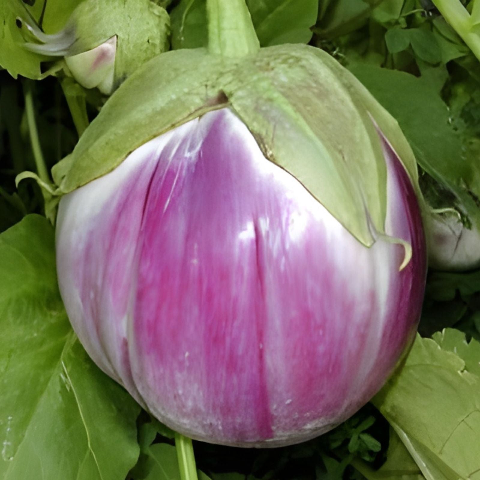 Rosa Bianca Eggplant Seeds 50 Pack Heirloom Non-GMO Organic Solanum Melongena Italian Variety for Gardening