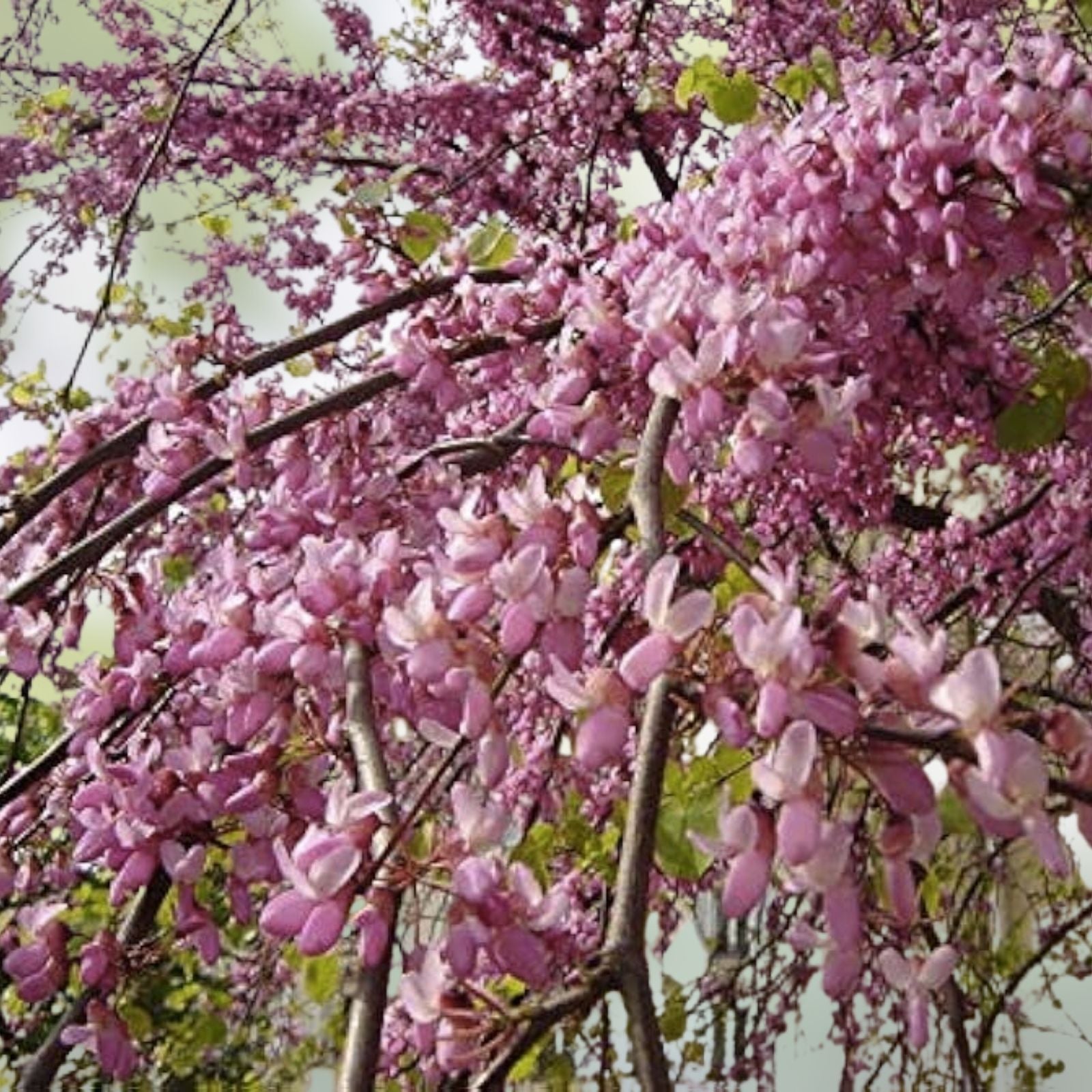 Judas Tree Seeds 20 Pack - Flowering Tree Seeds for Planting - Cercis siliquastrum - Ornamental Deciduous Tree Seeds