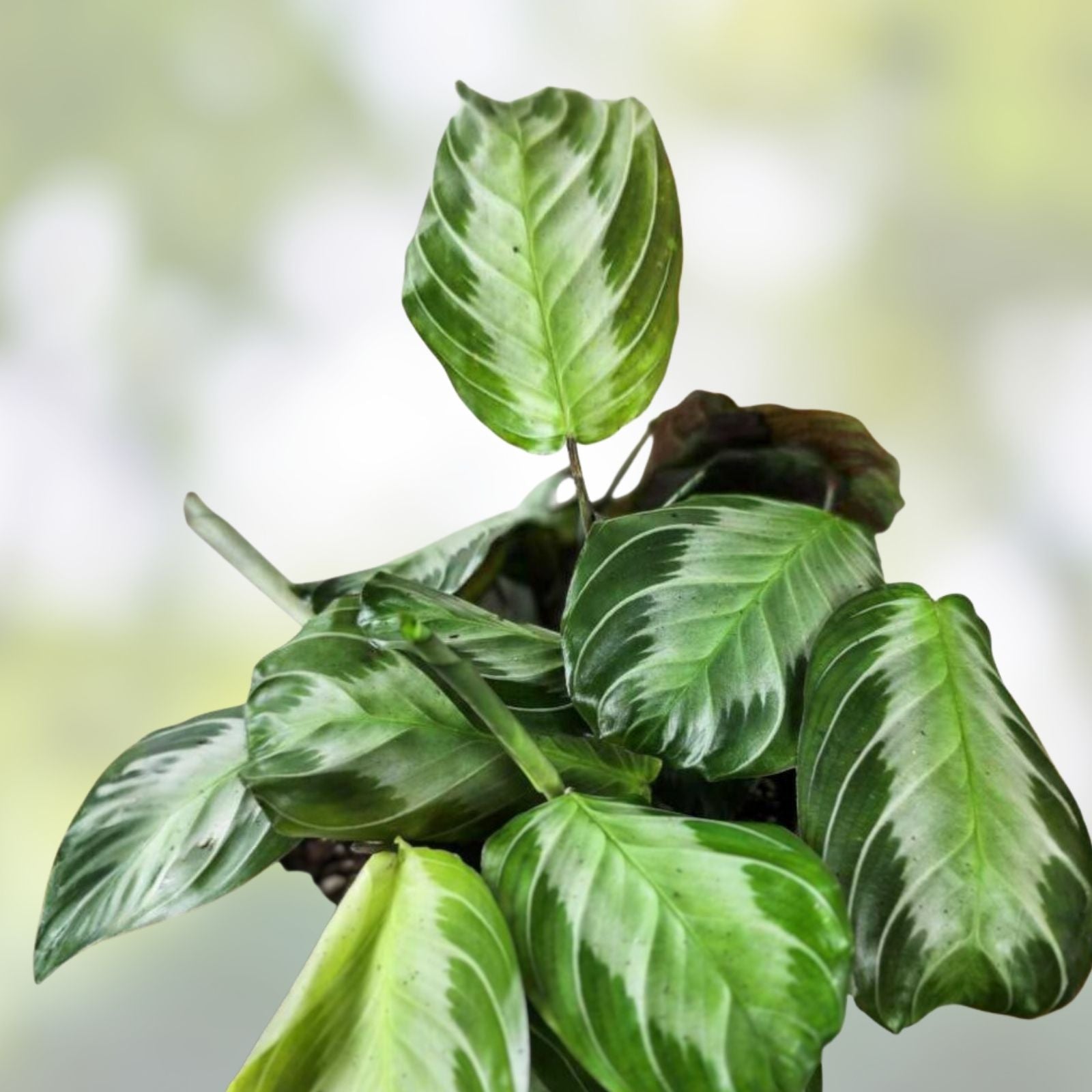 Maranta Silver Band Cutting 3 Leaves 2 Nodes Rare Tropical Plant Maranta leuconeura US Seller