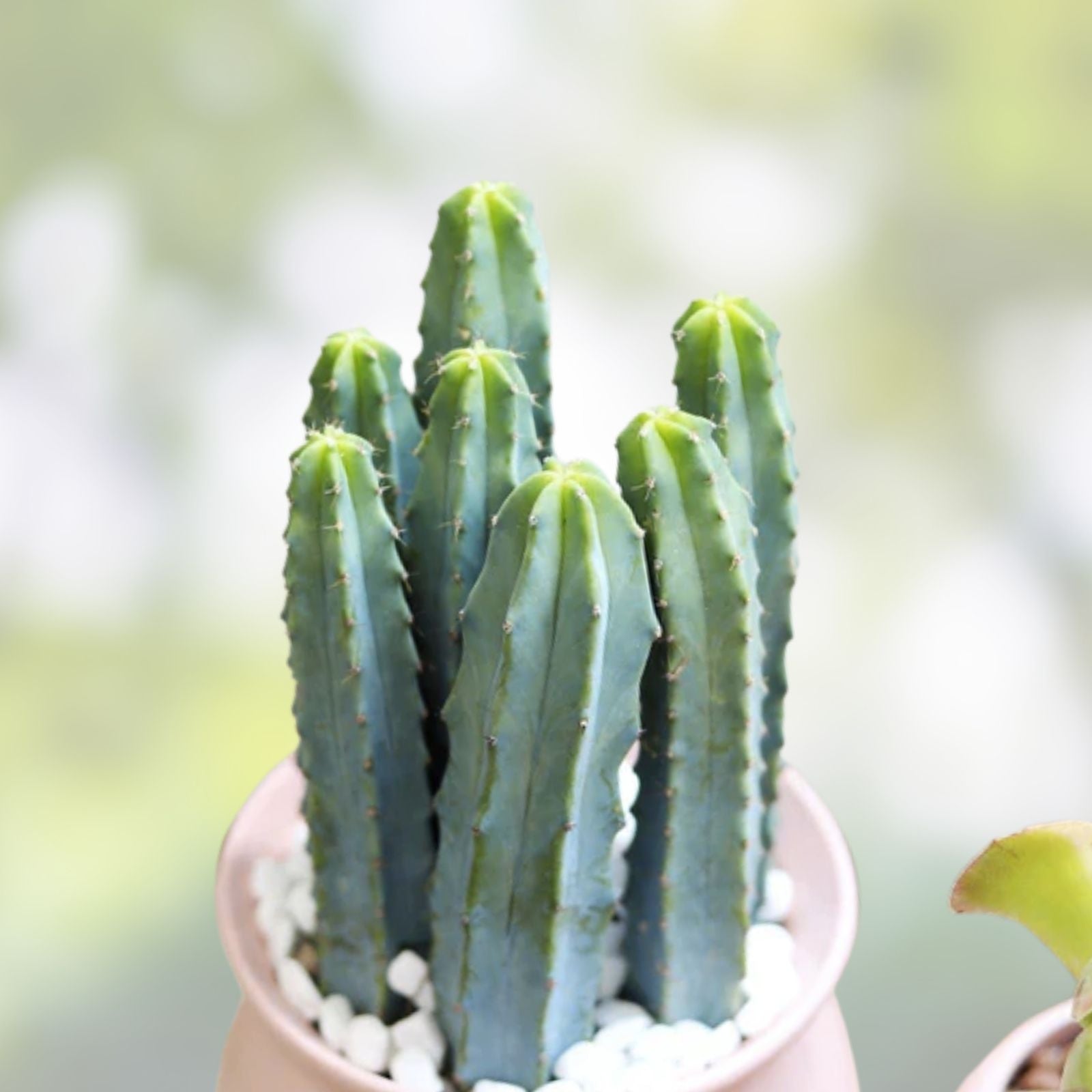 Rooted Blue Candle Plant Myrtillocactus Geometrizans 10-12" | Unique Blue Color Succulent Cactus