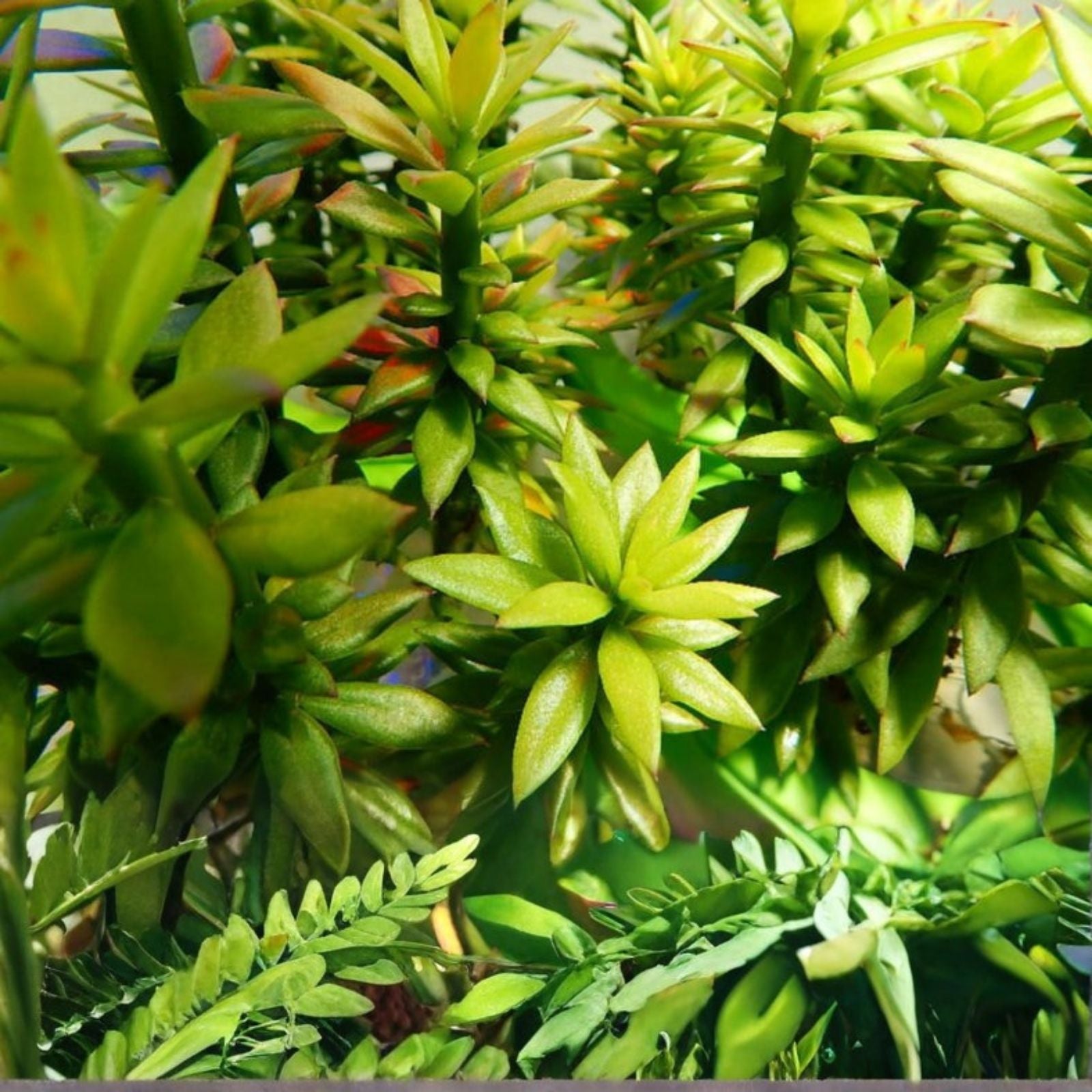 Pereskiopsis Spathulata Grafting Stock Cuttings - 4-5 Inch Succulent Plant Cuttings, Qty 10 for Grafting