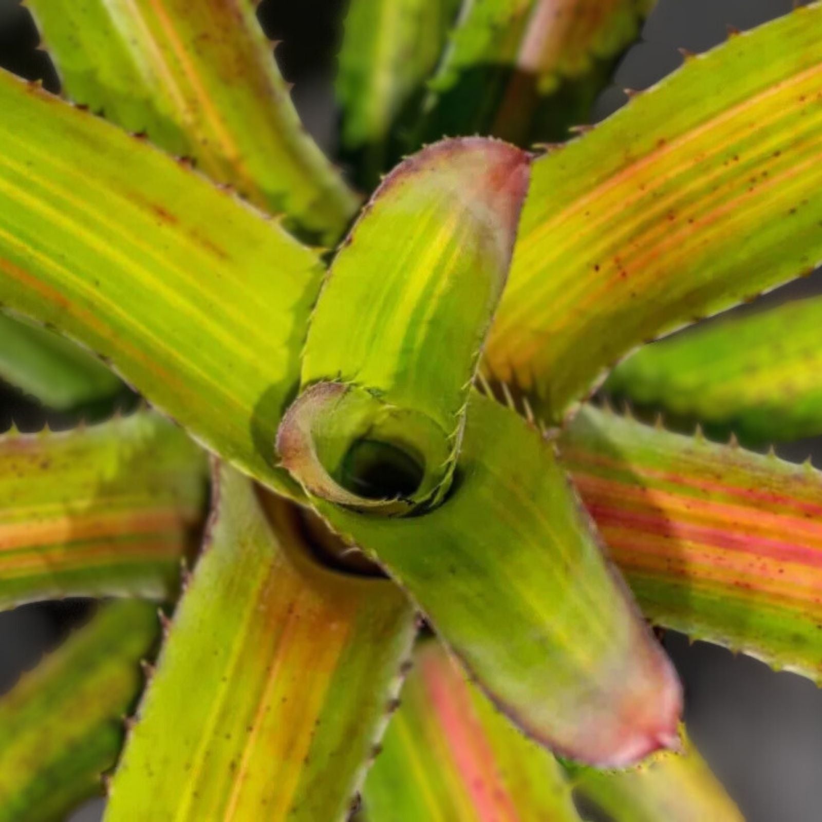 Aechmea Bracteata Variegated Plant in 8" Pot | Unique Red and Green Foliage | Collector's Tropical Plant