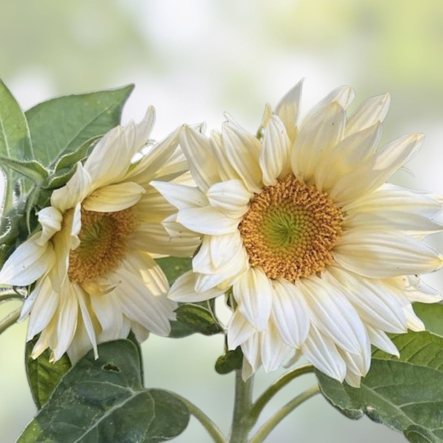 Organic White Lite Sunflower Seeds 15 Pack, Helianthus annuus, USA Grown, Non-GMO, Free Shipping