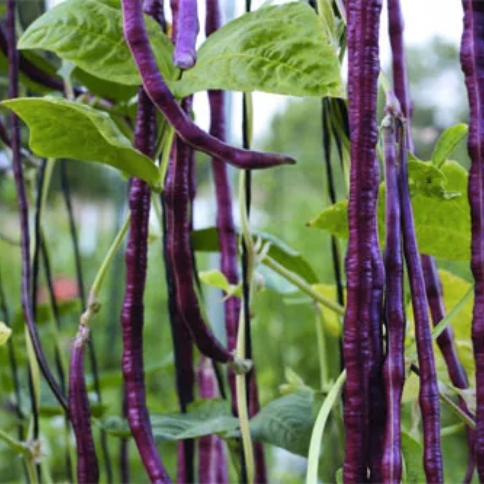 Python Yard Long Bean Seeds – Organic Heirloom Variety – Vigna unguiculata subsp. sesquipedalis – 20 Seeds