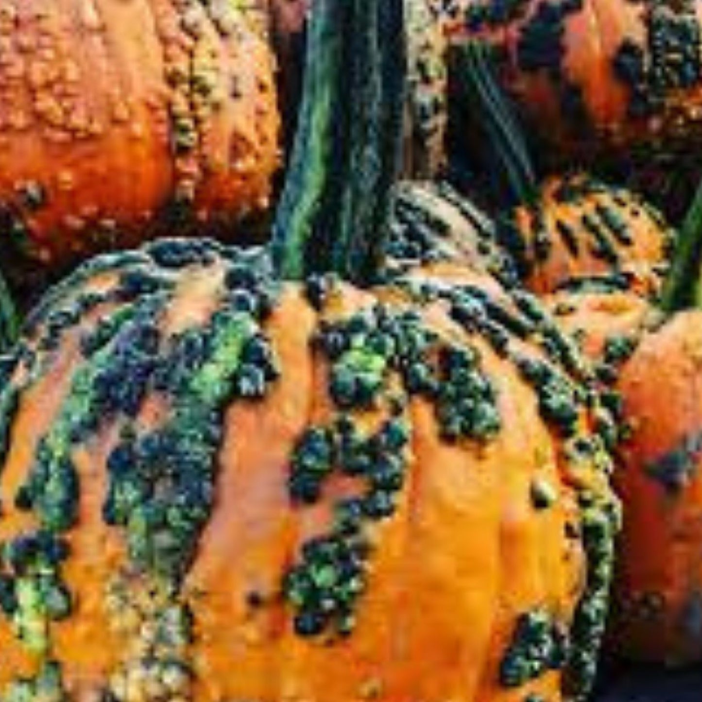 Green Warty Pumpkin Seeds for Planting, Organic Cucurbita pepo, Heirloom Variety, 10 Seeds for Gnocchi and Fall Decor