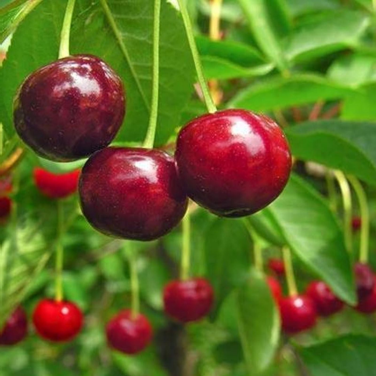 Sweet Cherry Tree Seeds, Organic Prunus avium Heirloom Variety for Planting, Fruit Tree Seeds for Gardening