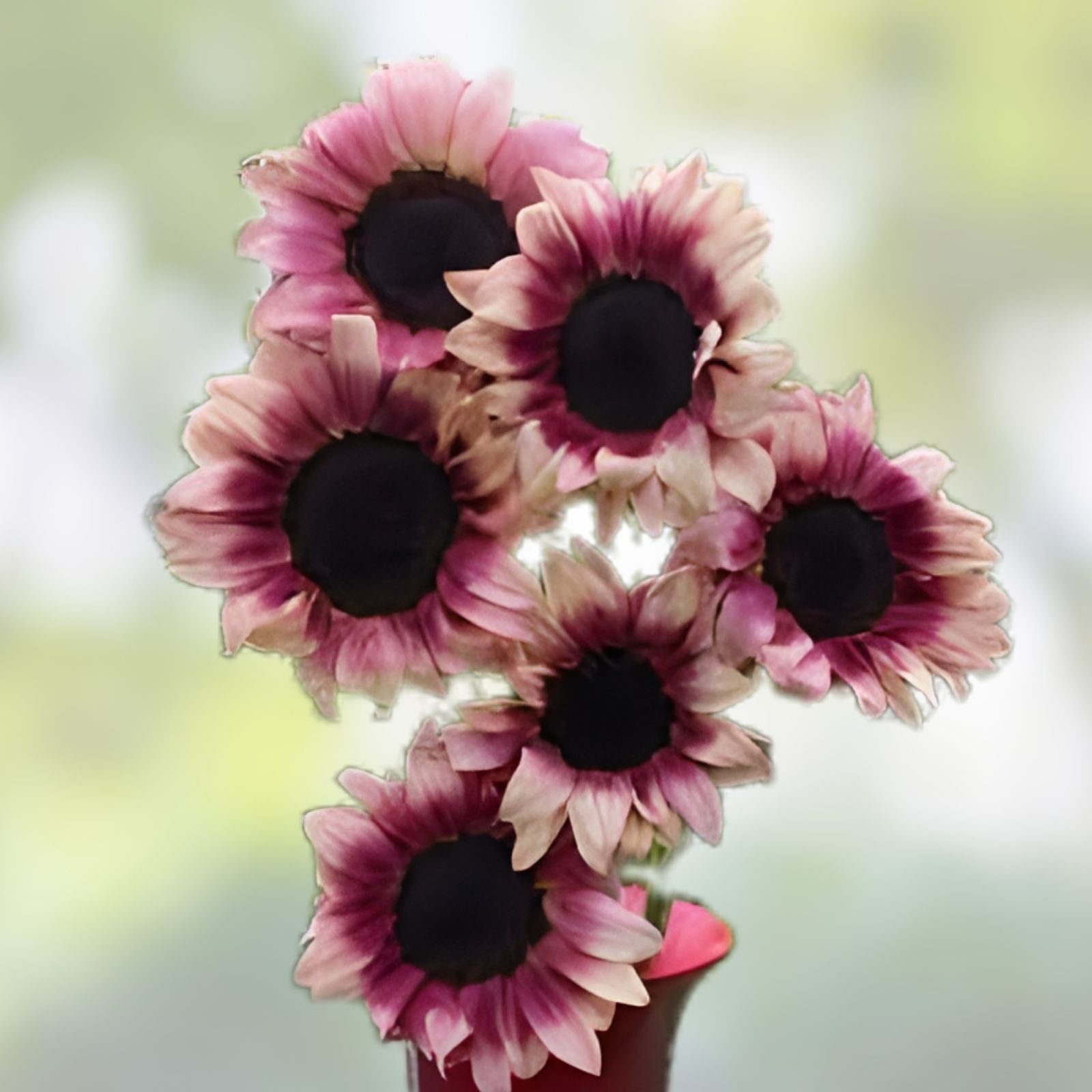 Organic Sunflower Seeds 20 Pack – Plum Variety Helianthus annuus USA Grown, Non-GMO, Free Shipping