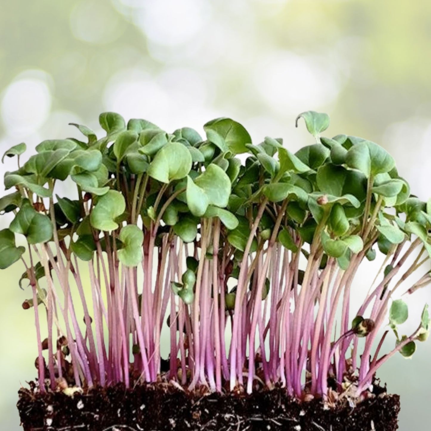 China Rose Radish Seeds - 500+ Red Daikon Winter Radish Microgreens Sprout Seeds - USA Grown