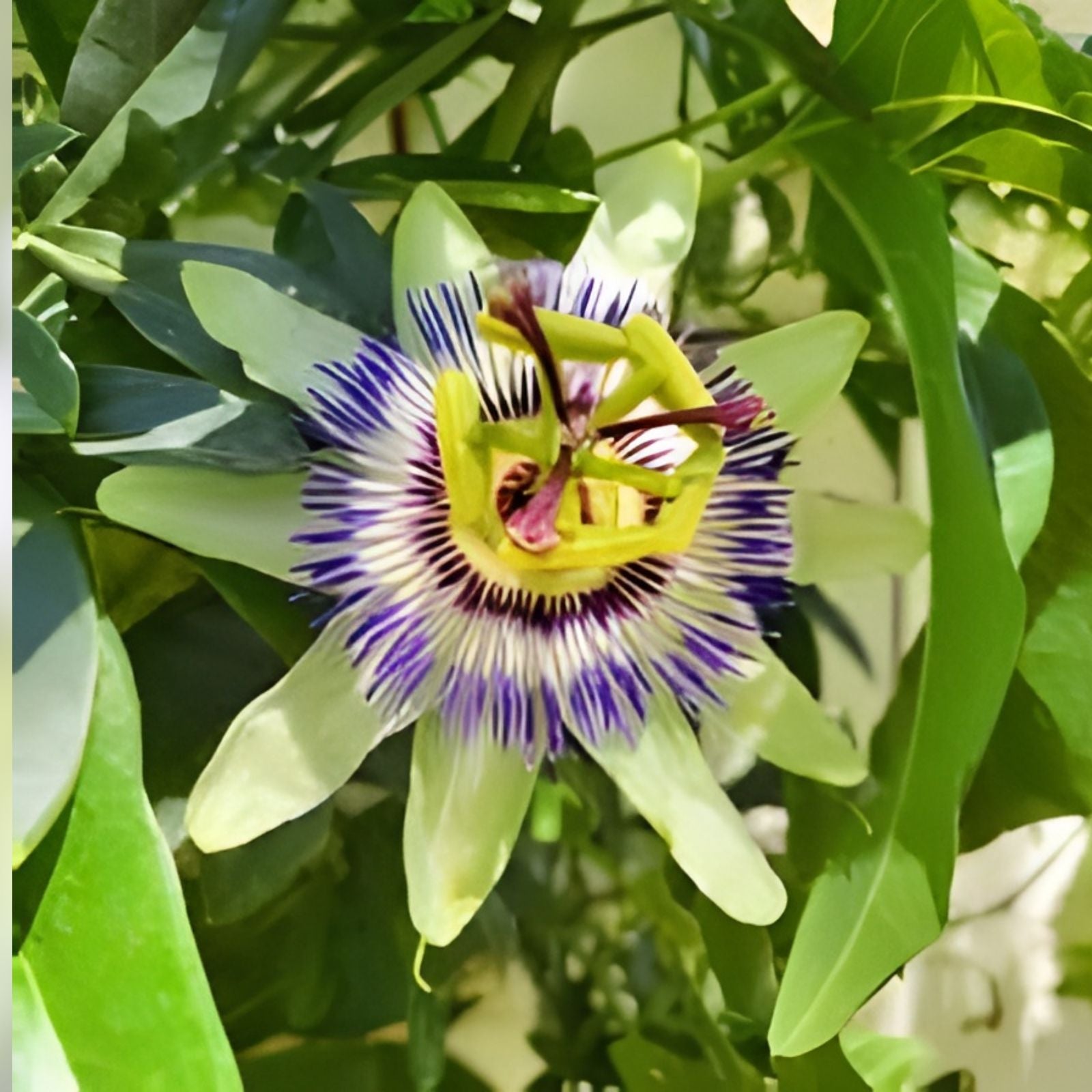 Hardy Blue Crown Passion Fruit Vine Starter Plant - Passiflora caerulea - Small Rooted Plant for Climbing Gardens