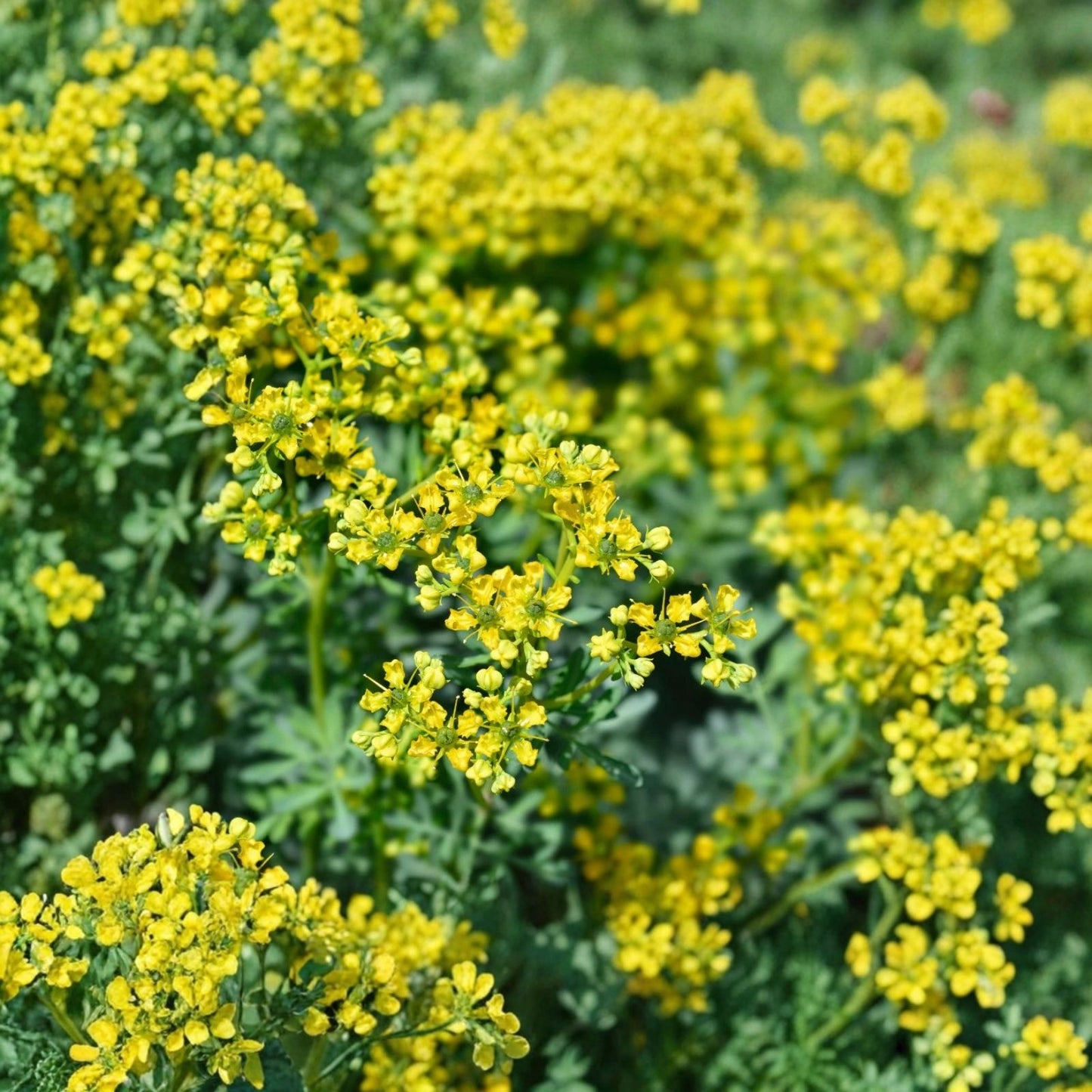 Fresh Cutting Common Rue Plant - Ruta Graveolens Herb of Grace - Aromatic Culinary Herb - Ready to Plant