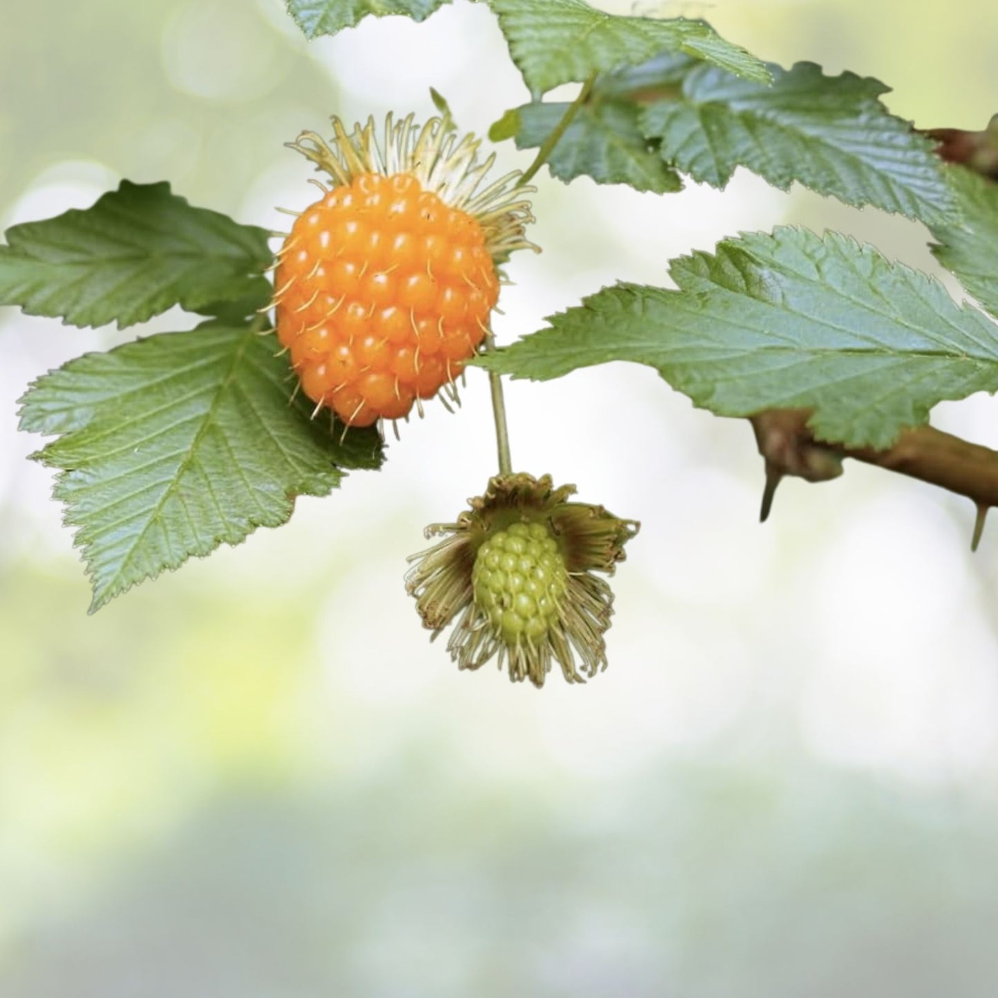 Salmonberry Seeds - 50+ Fruit Bearing Shrub Seeds - Rubus spectabilis - Hardy Edible Plant for Gardens