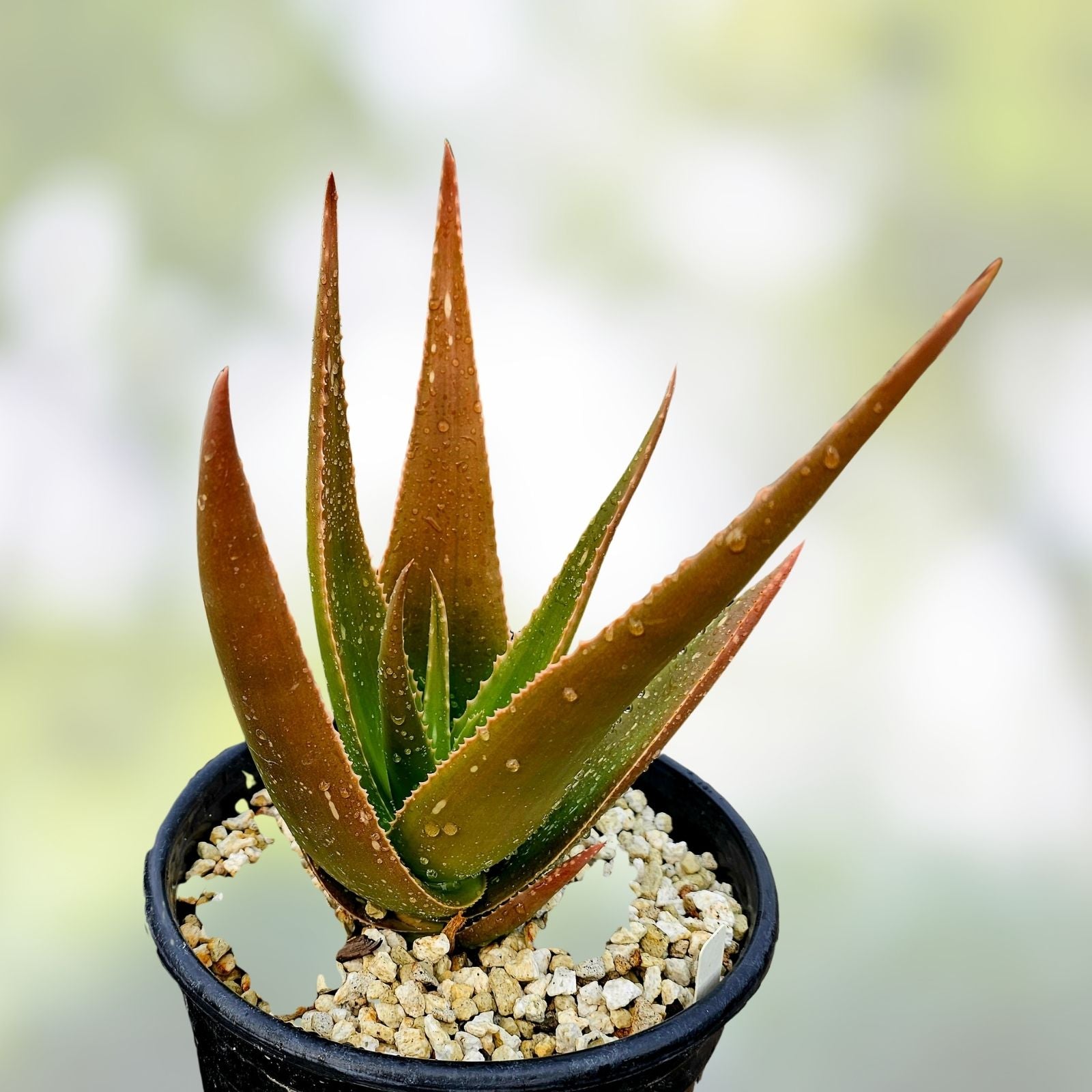 Aloe Pearsonii Rooted Cutting - Succulent Plant for Indoor or Outdoor Use - Aloe Vera Family - Unique Orange-Red Edges