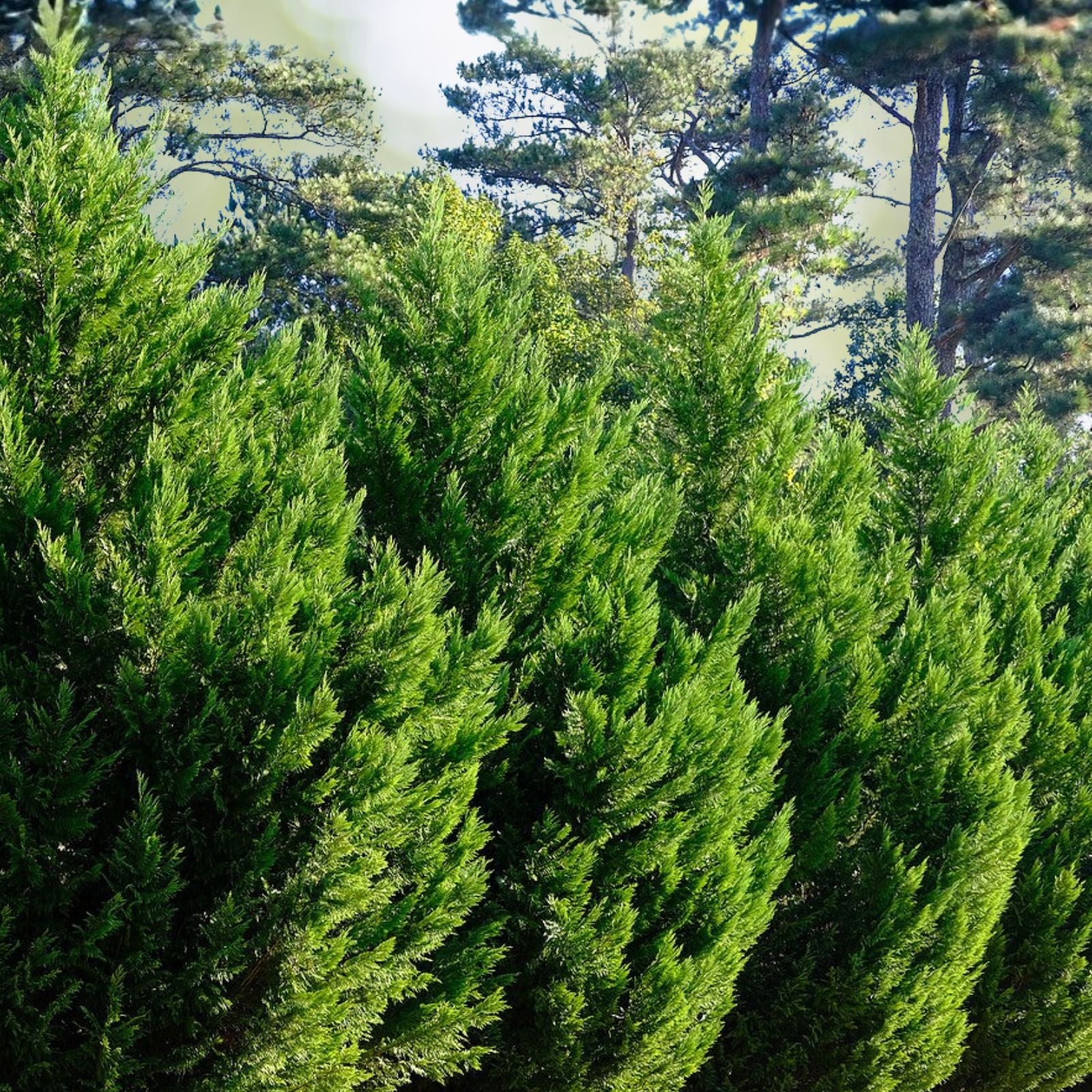 Leyland Cypress Tree Starter Plants - 100 Bare Root Evergreen Hedge Plants, Cupressocyparis leylandii, Fast Growing, Full Sun