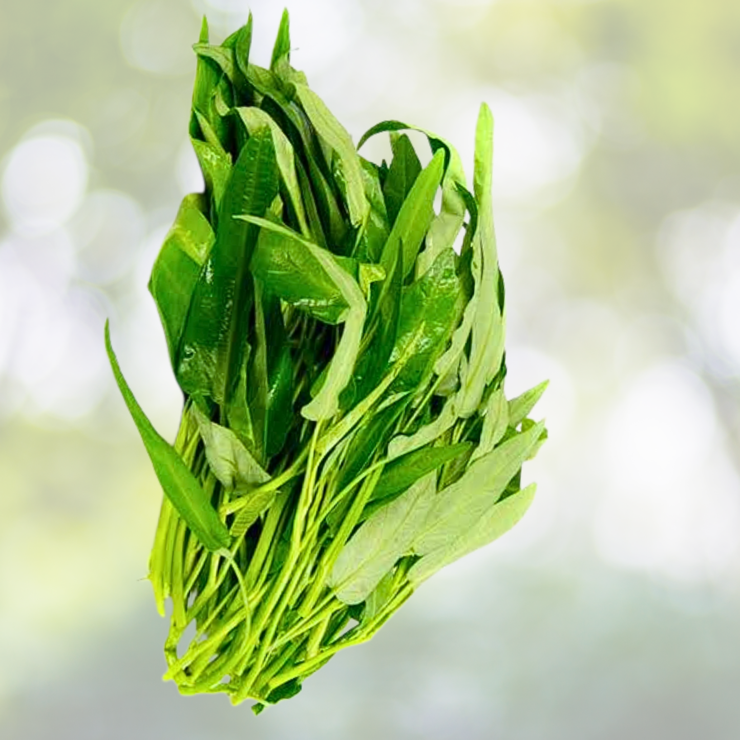 Water Spinach Seeds 120pcs - Organic Non-GMO Heirloom 'Kong Xin Cai' (Ipomoea aquatica) Vegetable