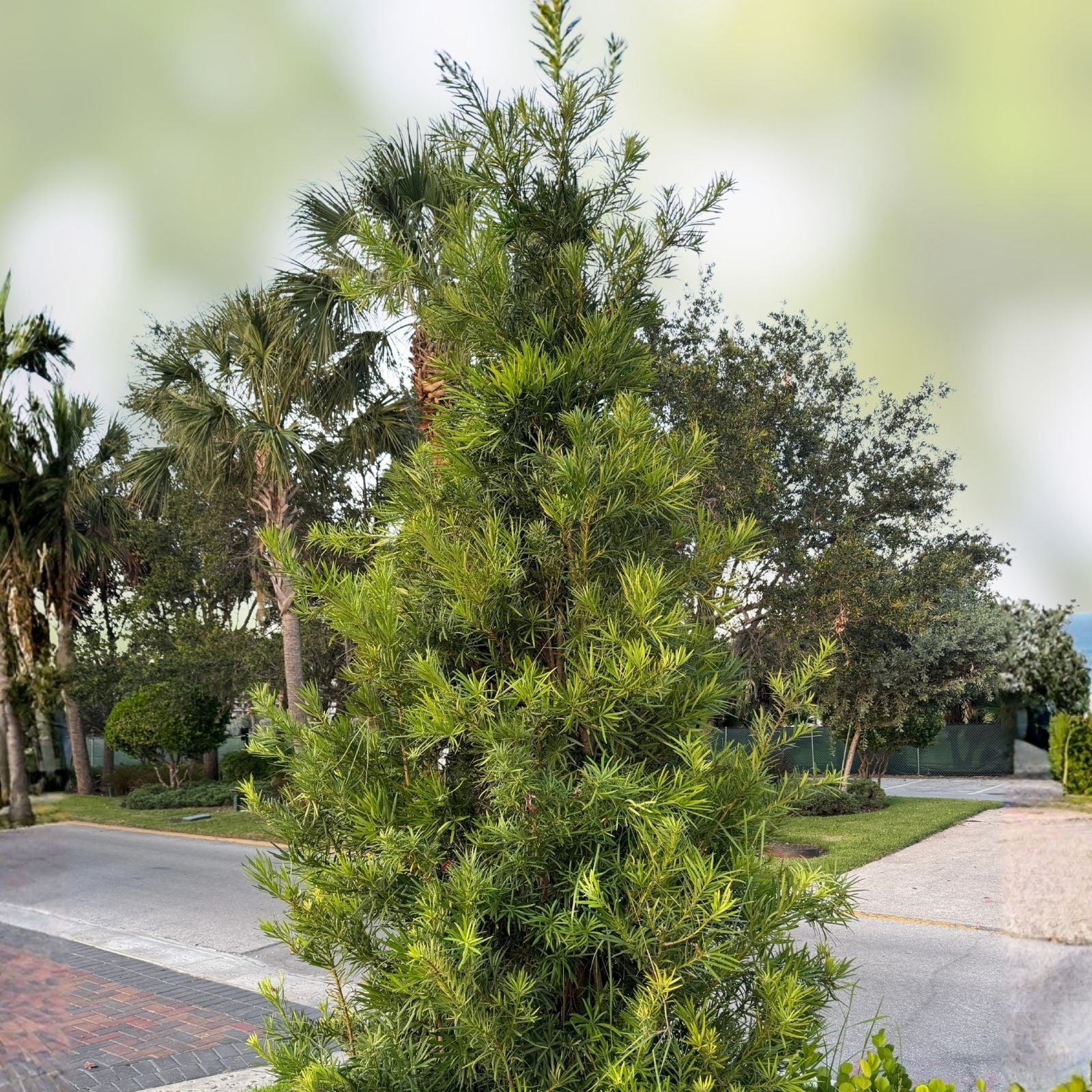 Podocarpus Macrophyllus Cuttings - Japanese Yew Bush Maki Evergreen - 10 Premium Live Plant Cuttings for Gardening
