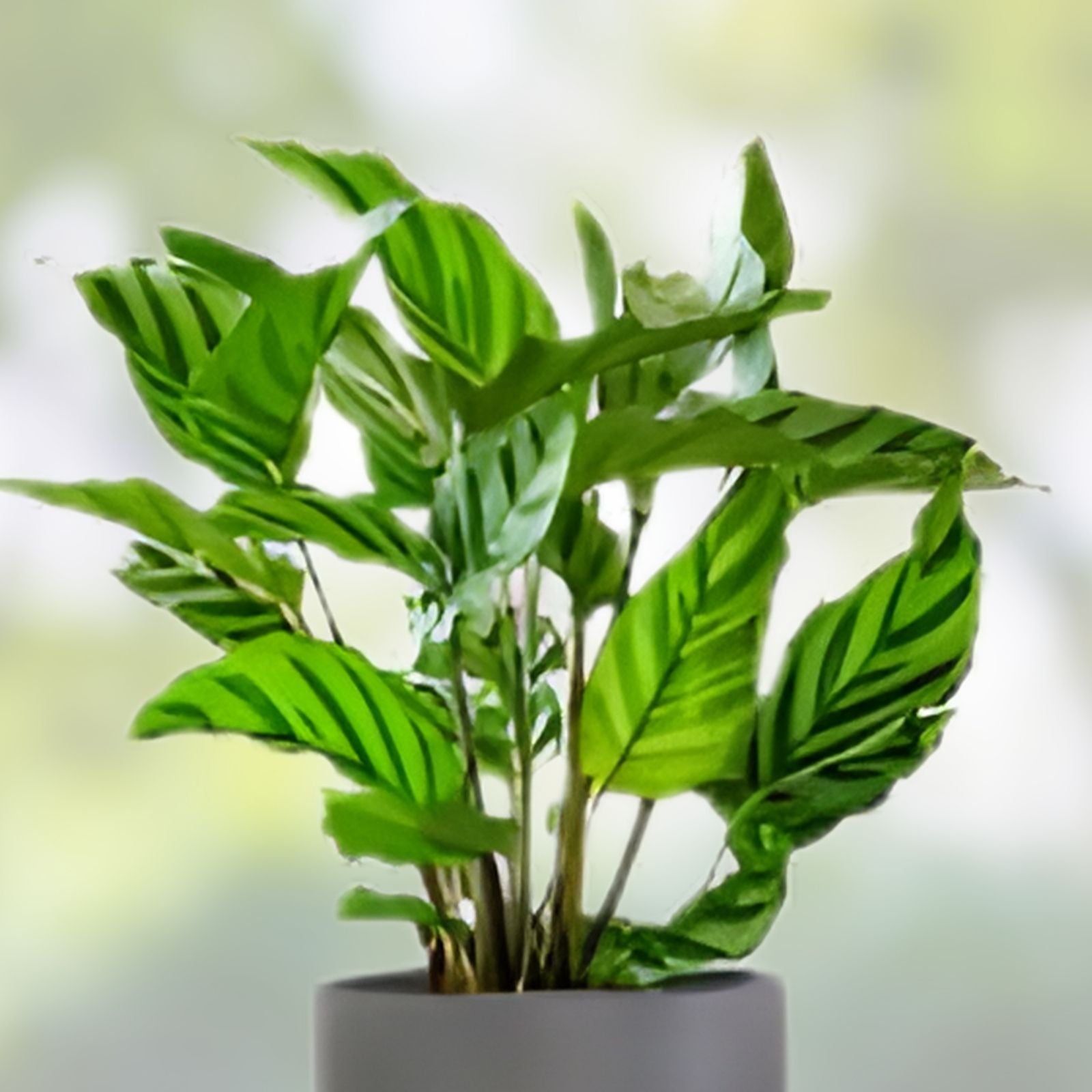 Calathea Freddie Live Rooted Starter House Plant | Easy Care Indoor Plant | Calathea lancifolia