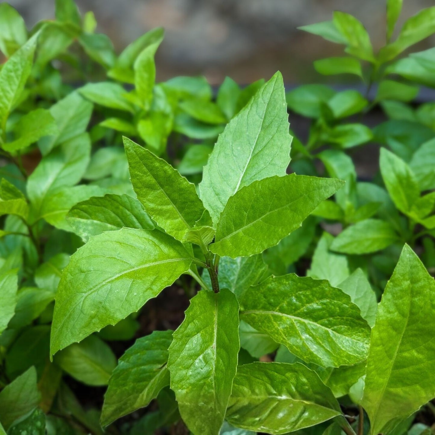 Gynura Procumbens Cuttings - 8" Longevity Spinach Perennial Edible Vegetable Healthy Green Leaves
