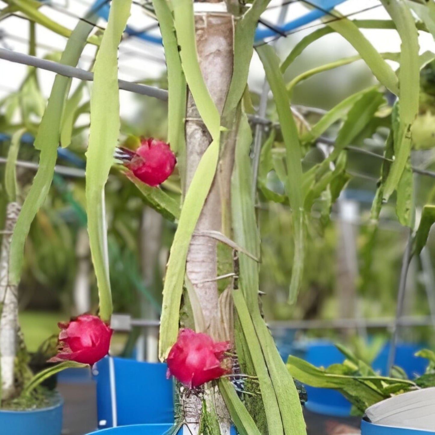 Dragon Fruit Cutting - Orejona Variety - Hylocereus polyrhizus - Tropical Fruit Plant for Home Garden